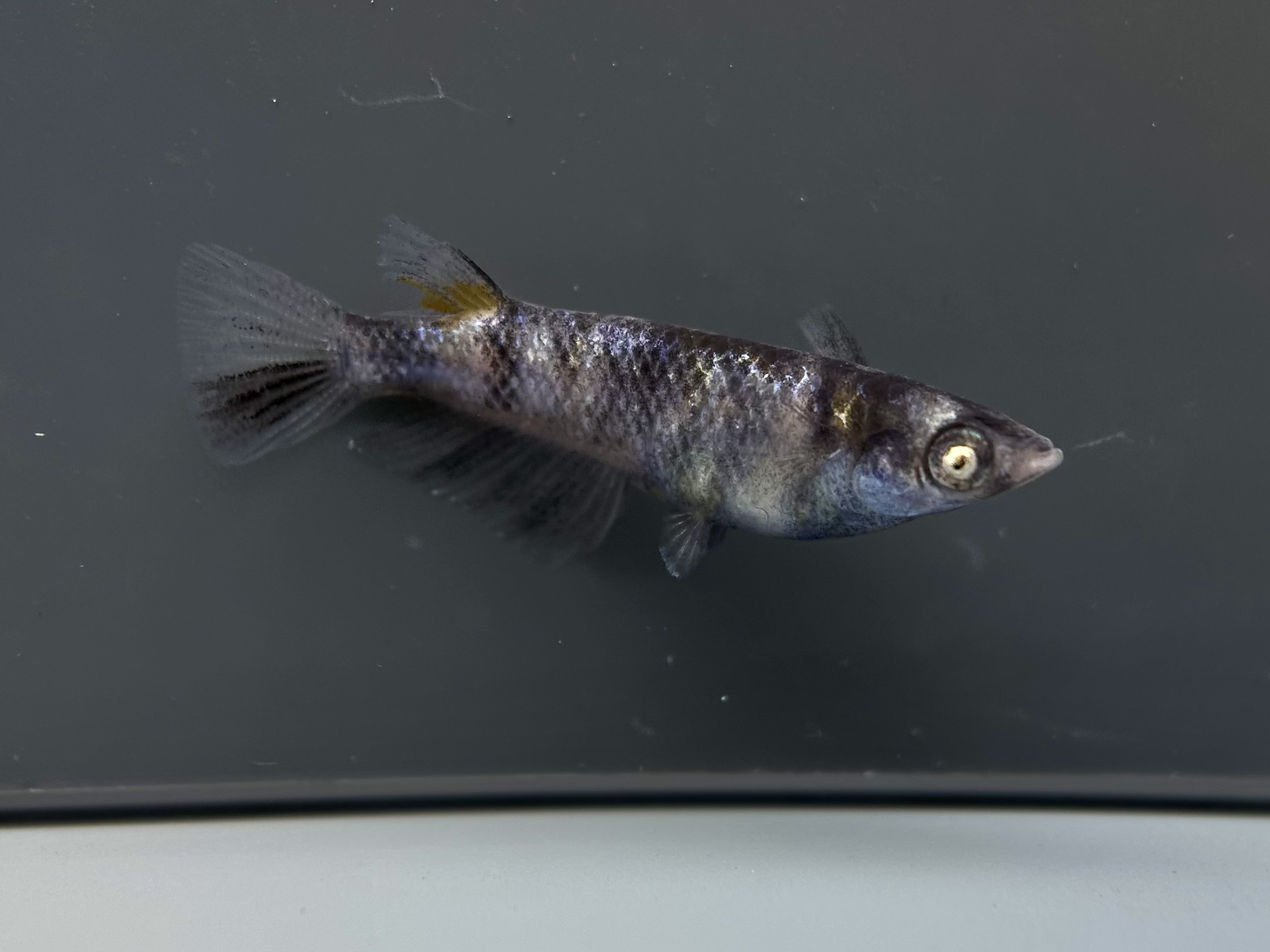 ENNMA TOKYO WG三色　1p 4/9 21:15 [ID:7539]