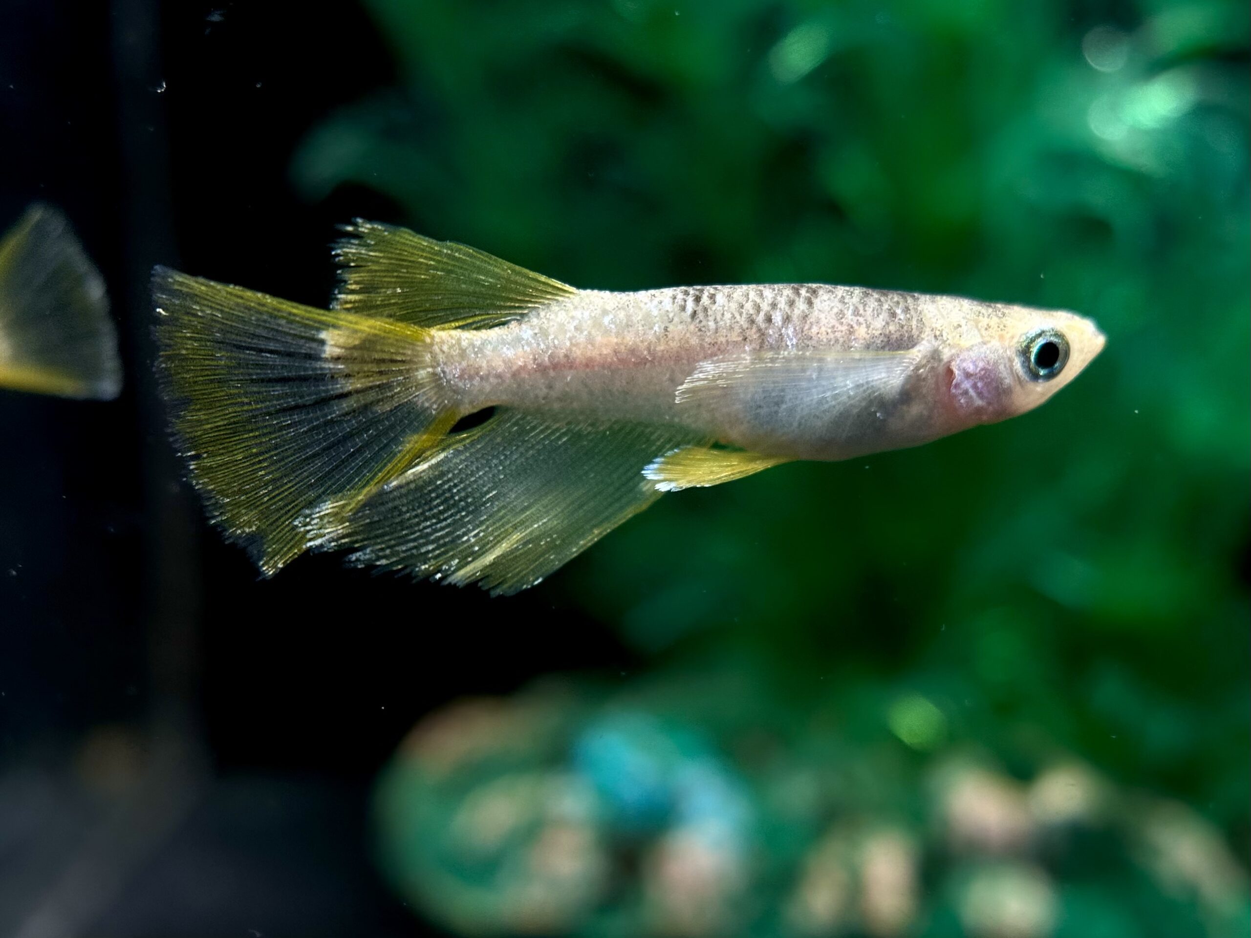 河めだか　ベニエ　1p 4/9 21:12 [ID:7533]