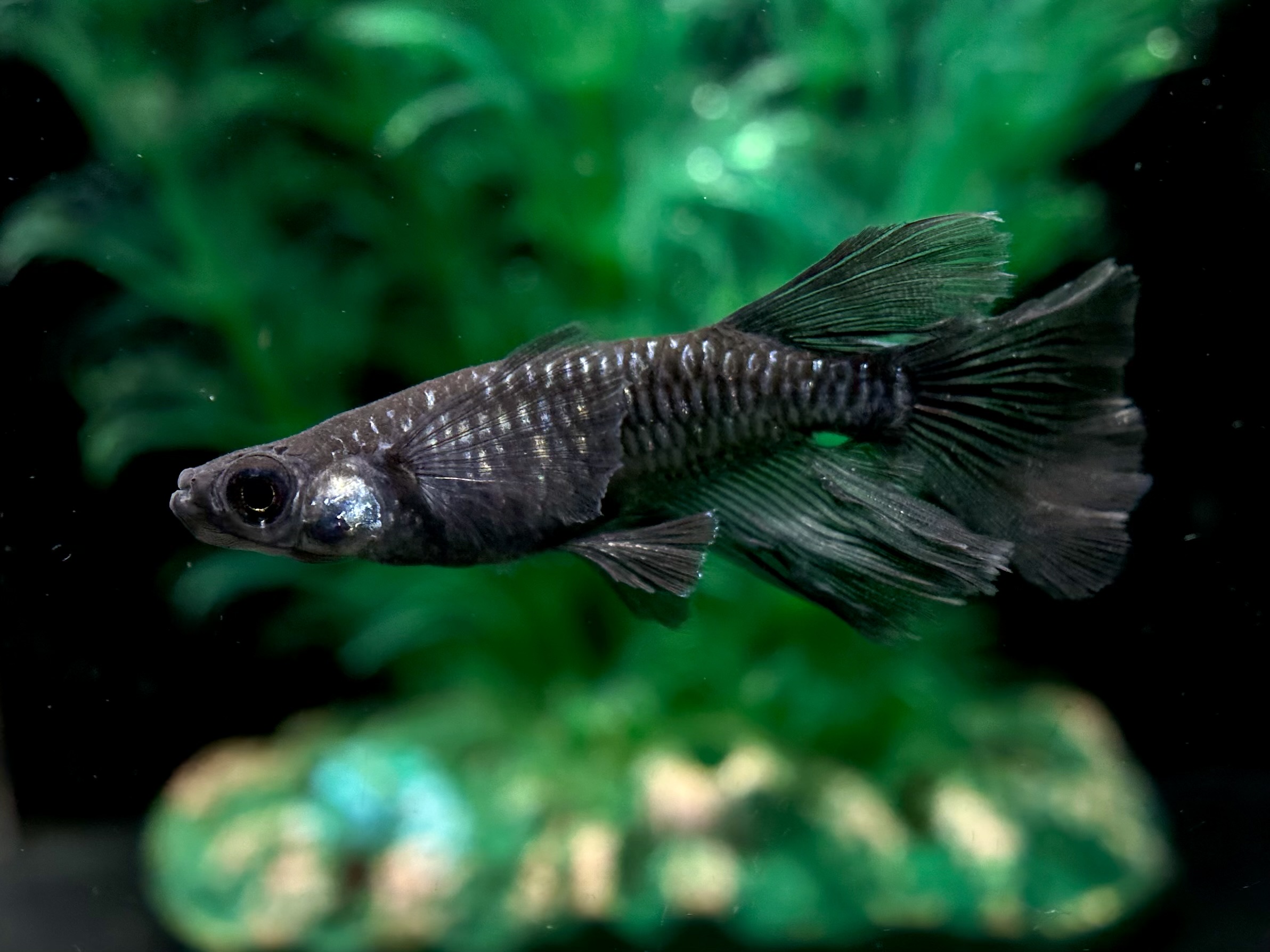 ENNMA TOKYO SWK01カガミ累代　1p 4/9 21:10 [ID:7525]