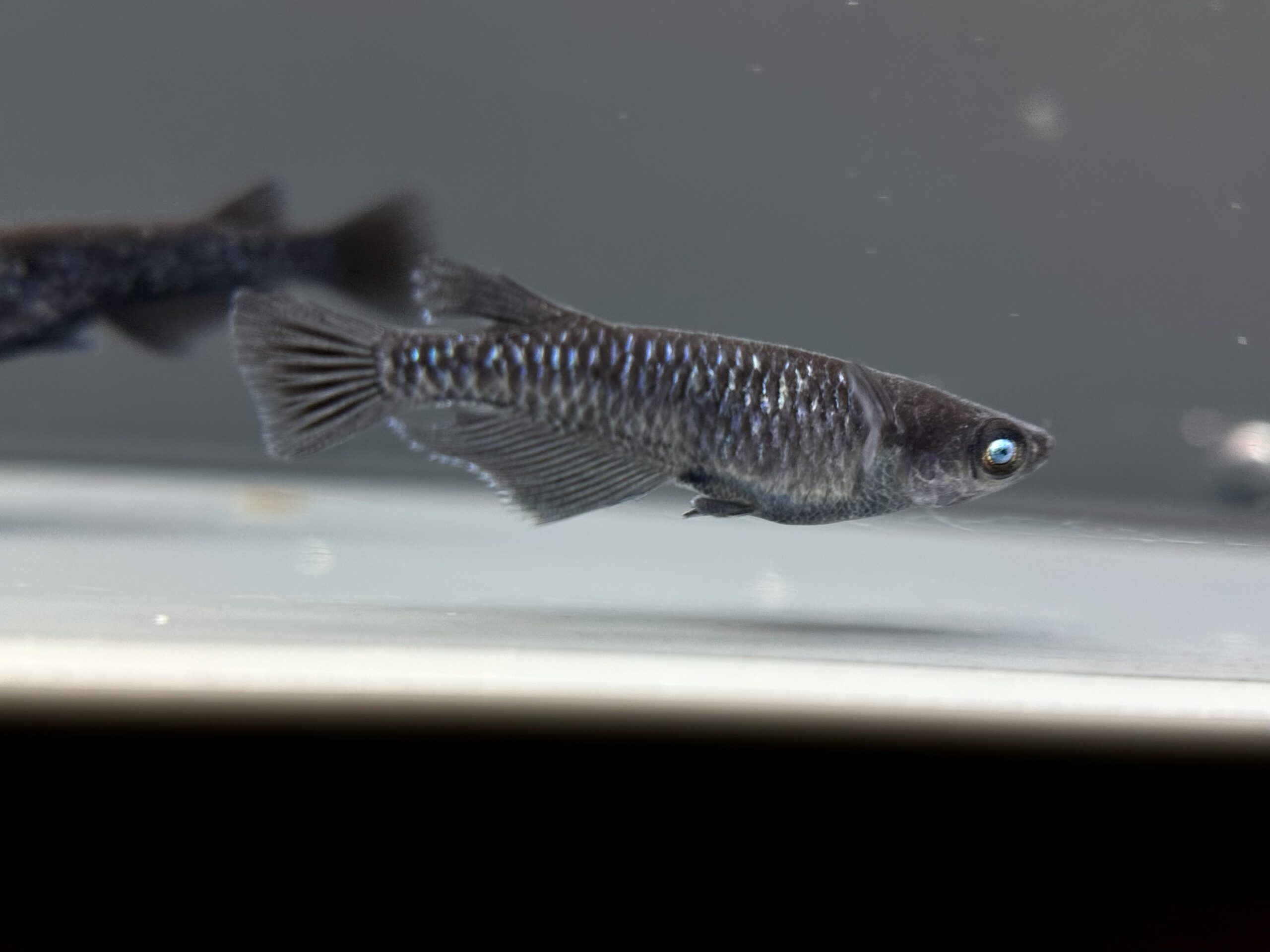 🔥 ENNMA TOKYO SMKK青ラメ　2p 4/10 21:18 [ID:7676]