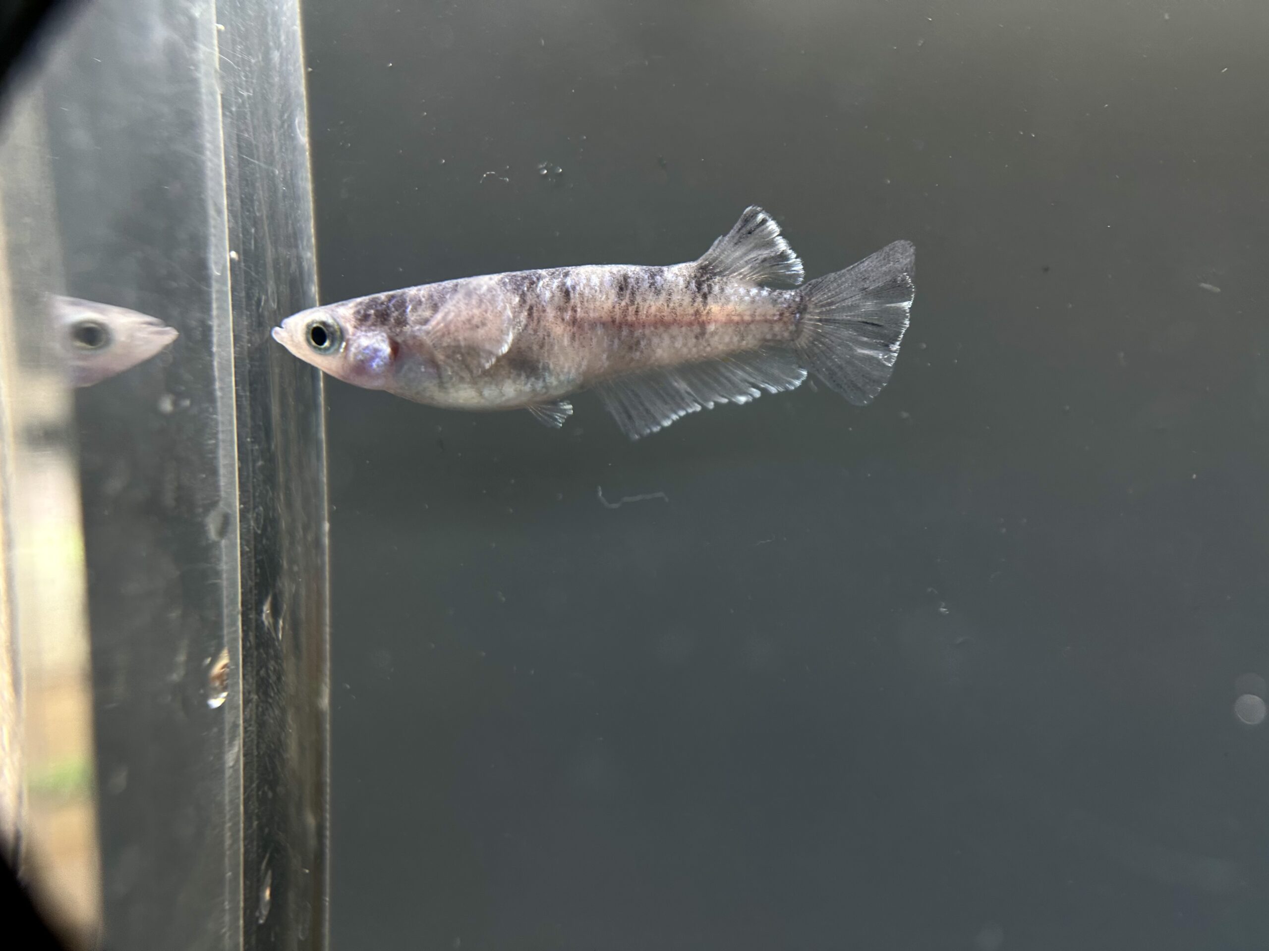 🔥 ENNMA TOKYO 漆黒MWRロングフィン　1p 4/10 [ID:7656]