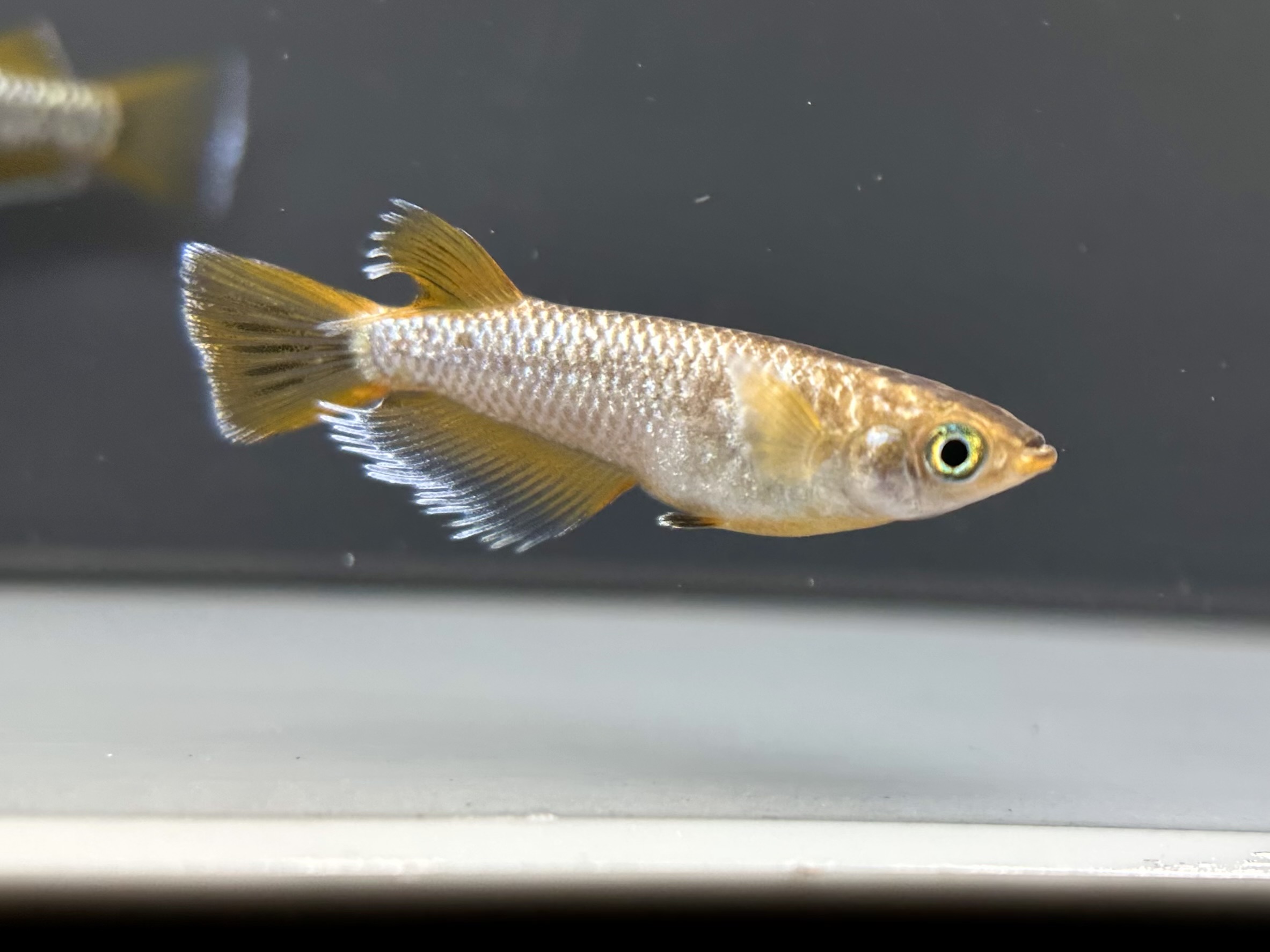 🔥 河めだか　オランジェコメット　1p 4/10 21:14 [ID:7661]