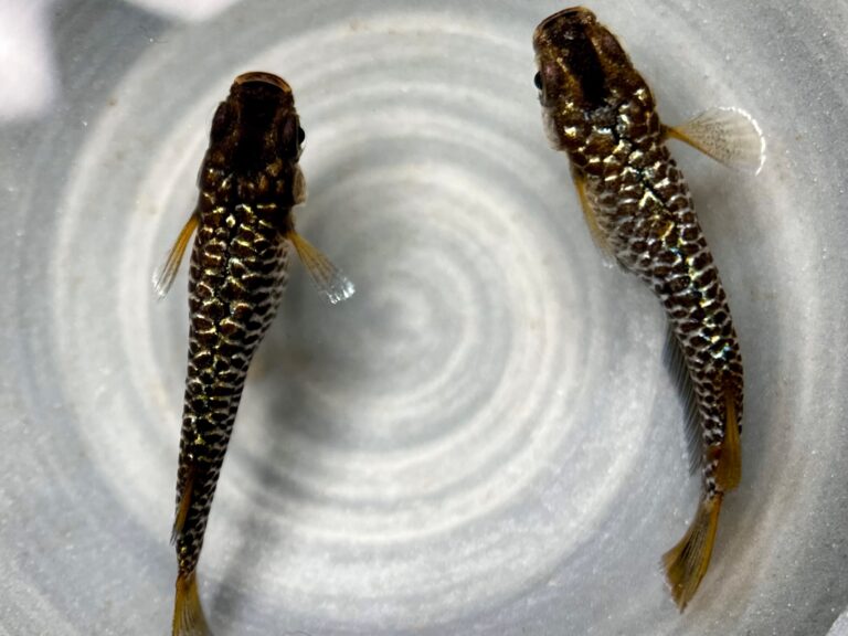 Anonmouskillifish マジックアワー　1p 9/28 21:30 [ID:19521]