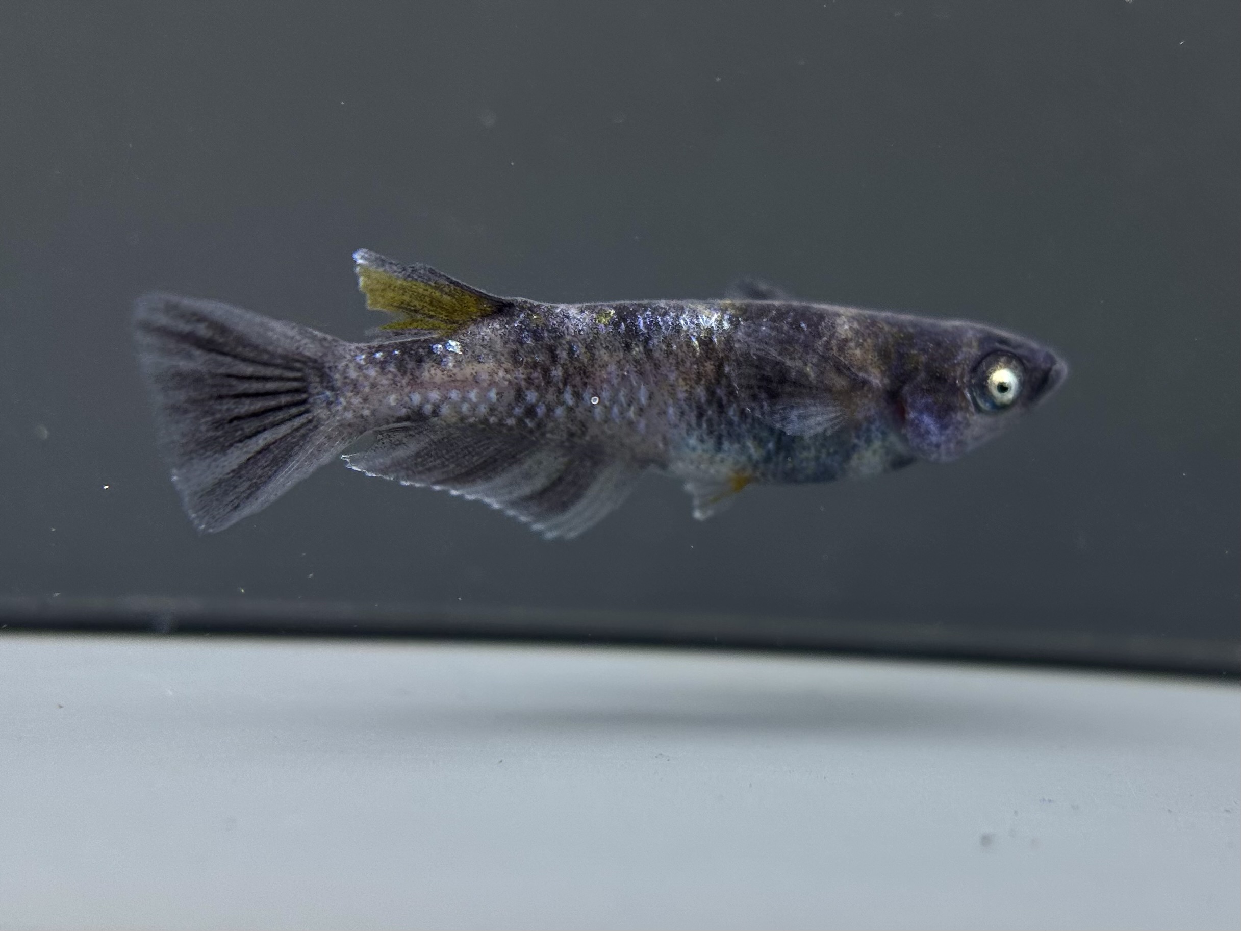 ENNMA TOKYO SWGL 1p 4/10 21:21 [ID:7682]