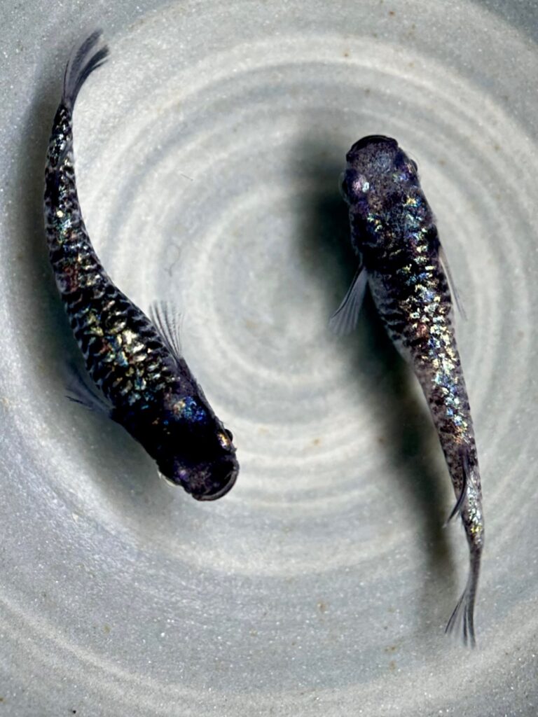Anonmouskillifish 和墨龍　1p 9/28 21:35 [ID:19530]