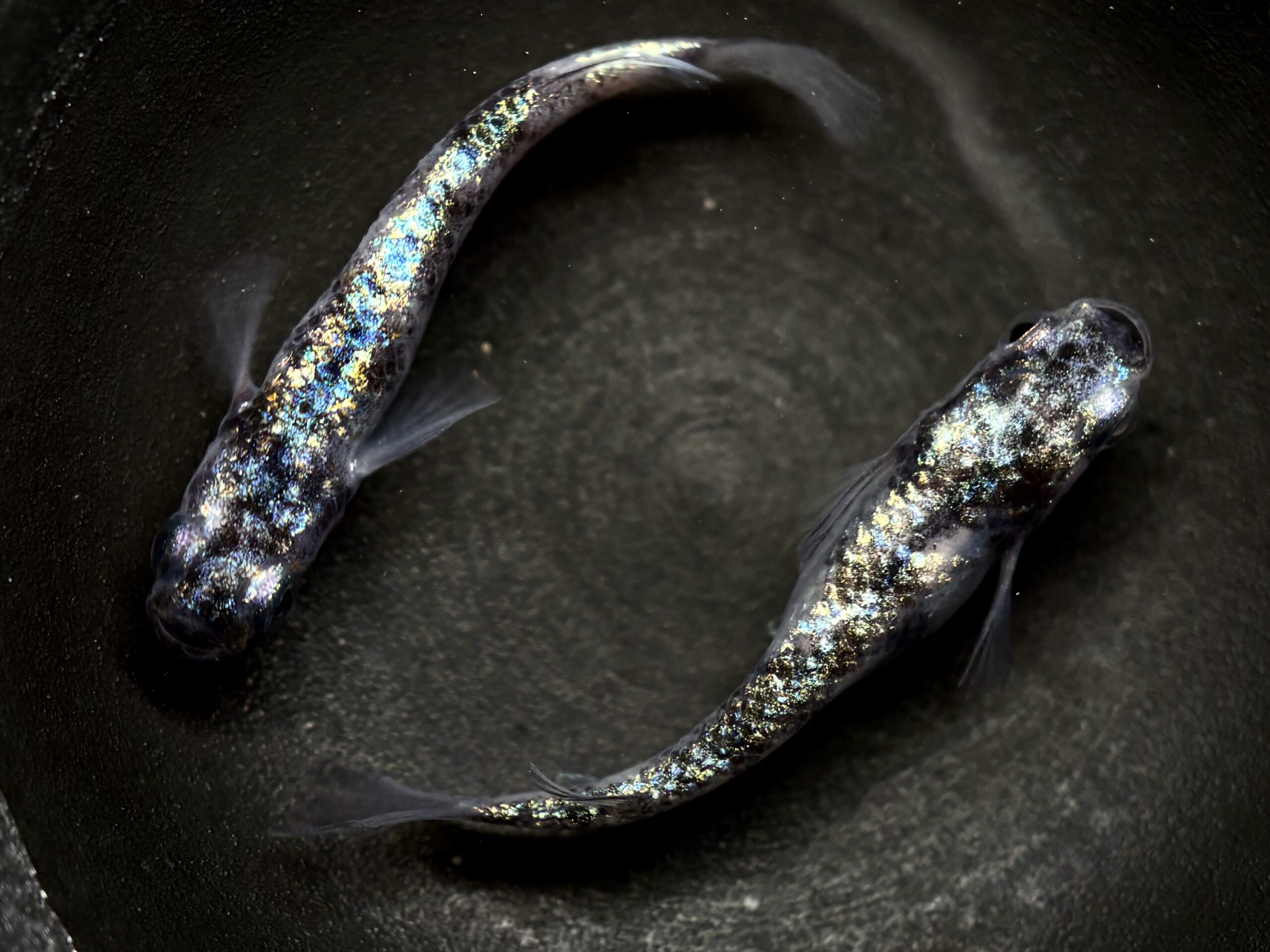 🔥 45めだか　倭寇蒼天　1ペア (サ) 4/7 21:18終了 [ID:7329]