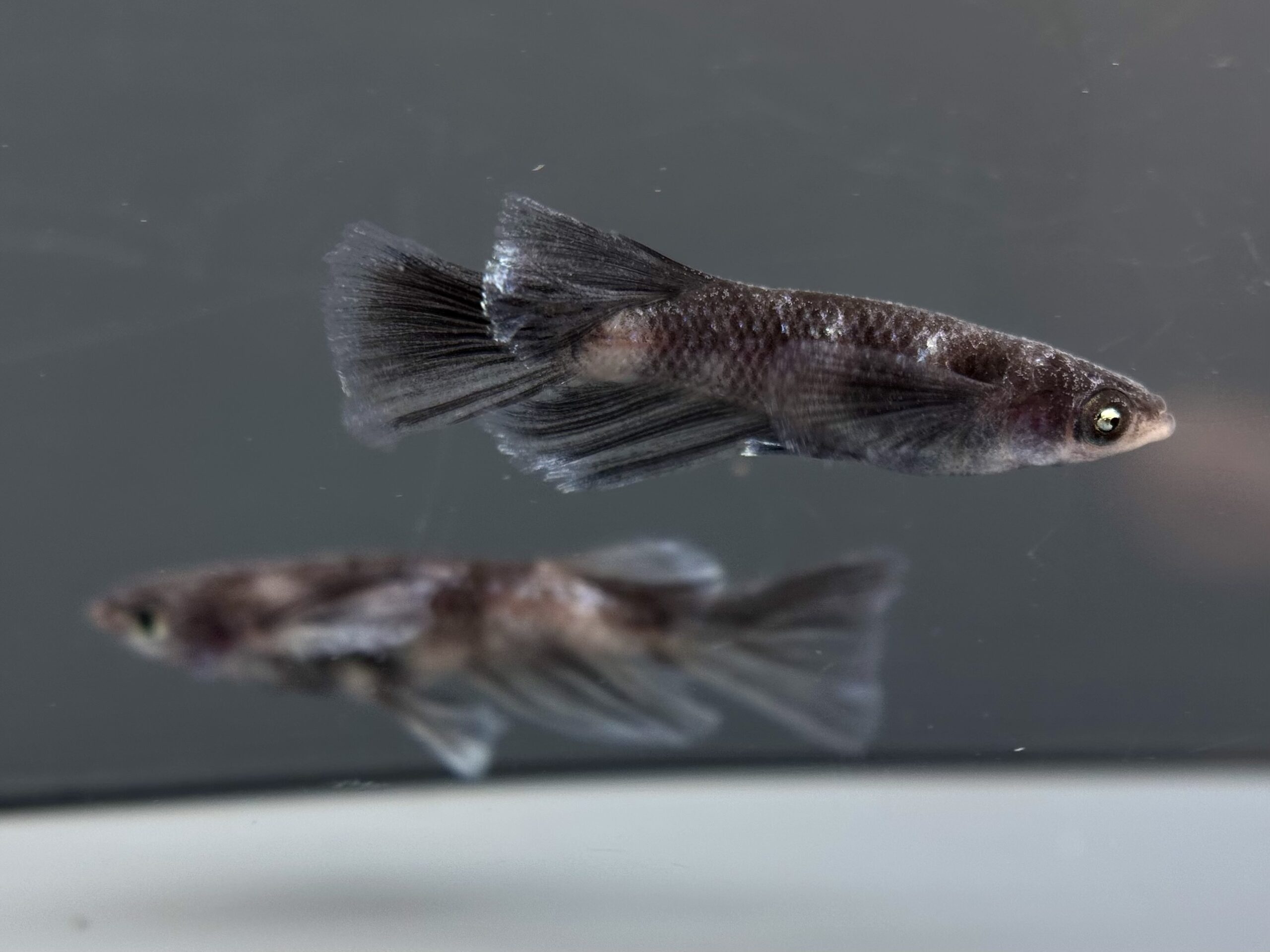 🔥 ENNMATOKYO 漆黒MWRRLF 1p 4/10 21:24 [ID:7697]