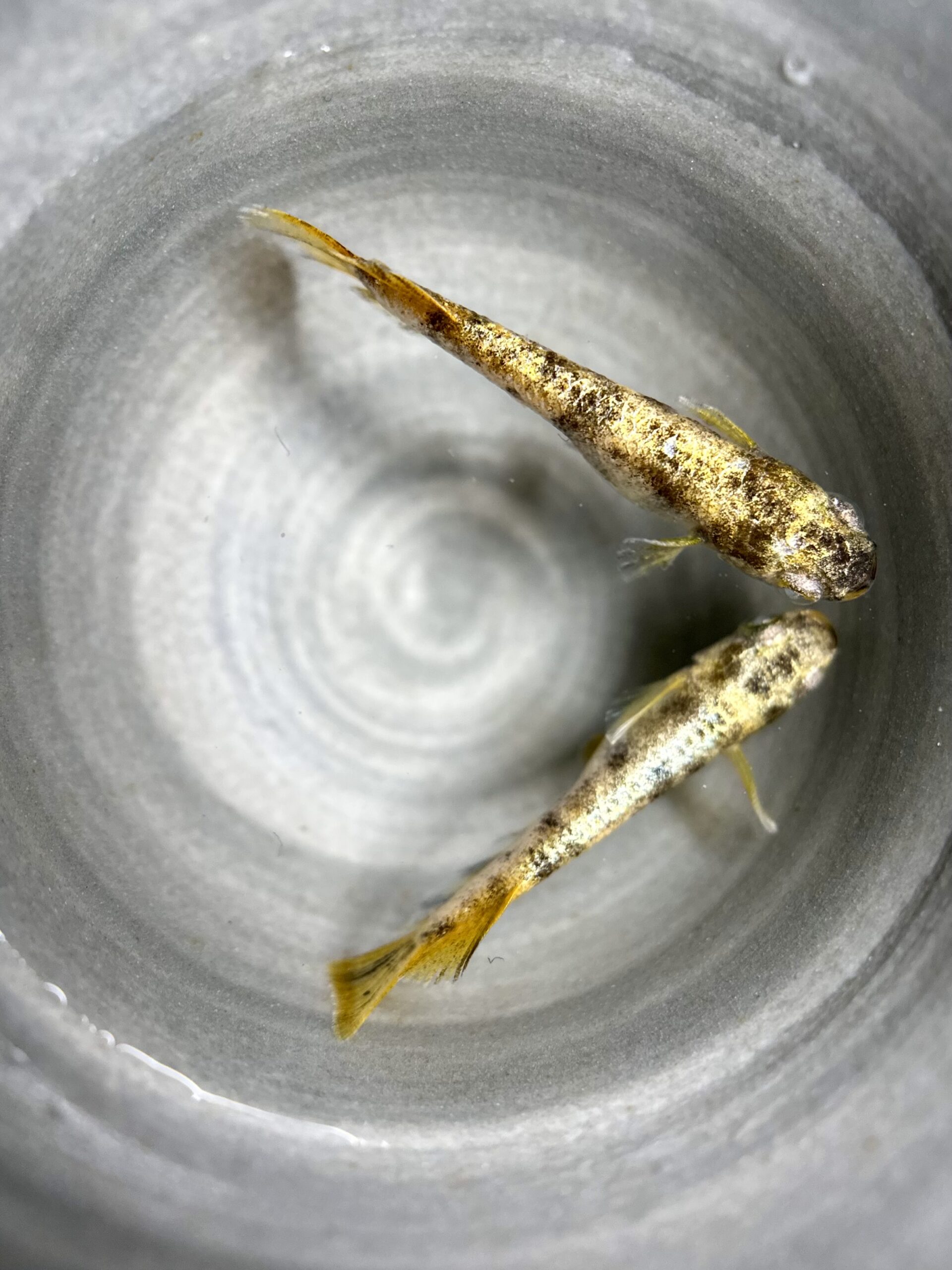 🔥 河めだか　新作)アヴァランチ　1p 4/13 21:15 [ID:7744]