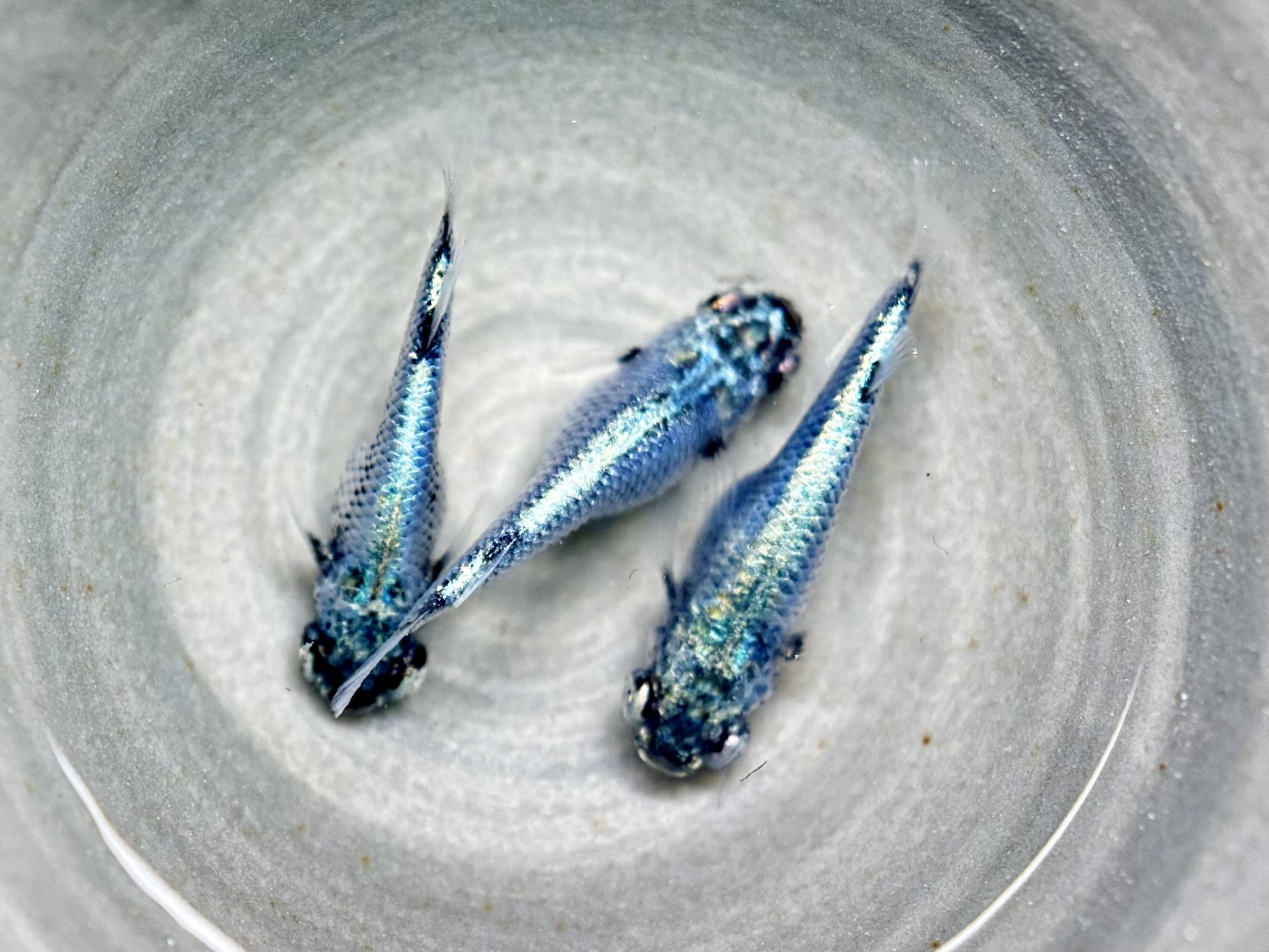 🔥 西郷めだか　藍　雄1雌2 4/12 21:10 [ID:7764]