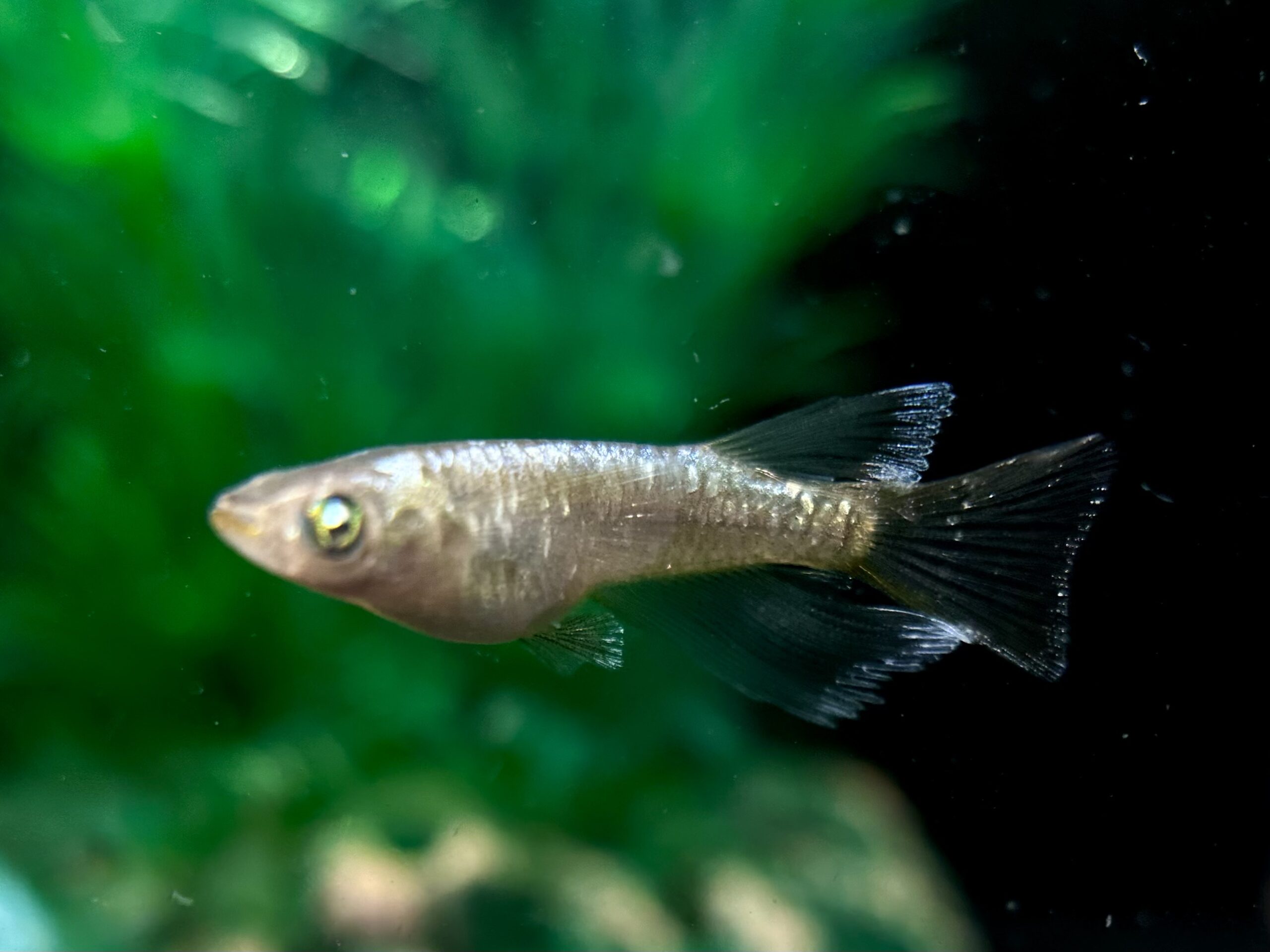 🔥 愛善めだか　アイヴェル　1p＋ヘテロメス1 4/12 21:13 [ID:7777]