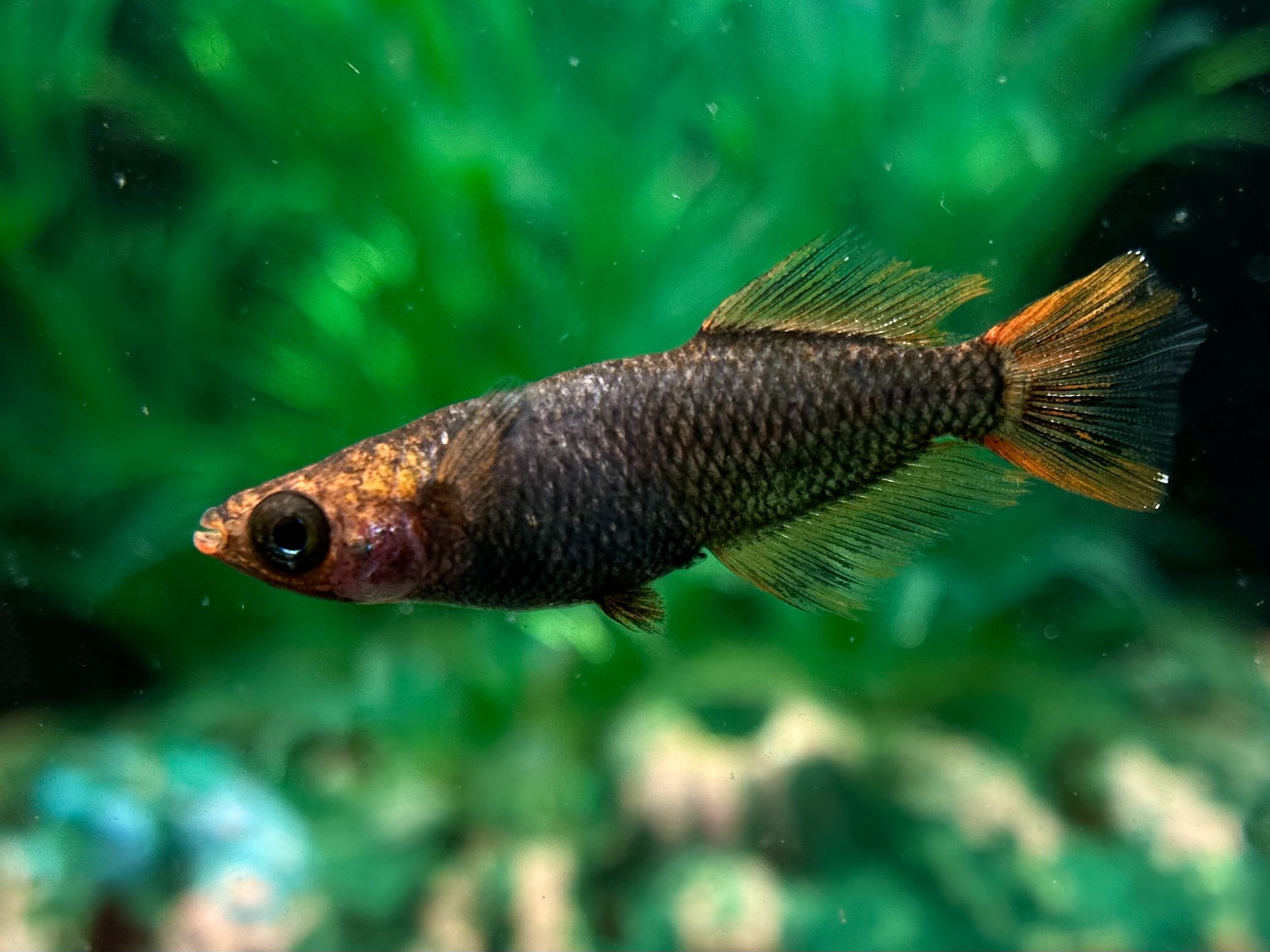 🔥 二子玉めだか　レッドホーク　1p 21:15 [ID:7788]