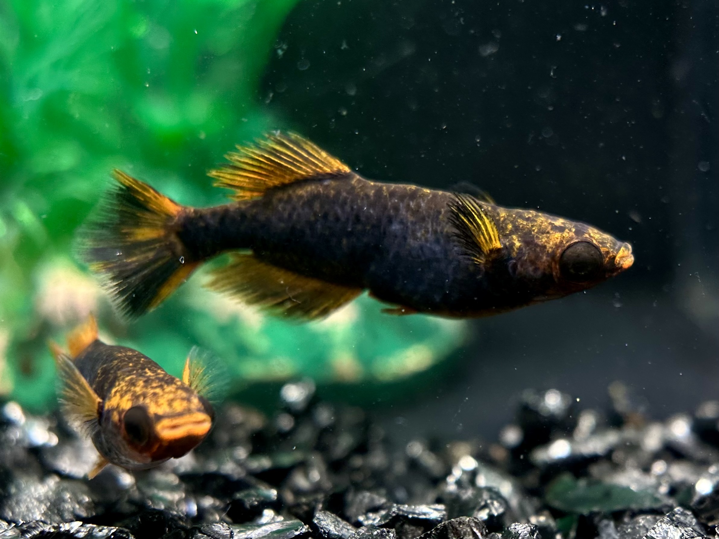 🔥 二子玉めだか　激弩　1p 4/12 21:17 [ID:7795]