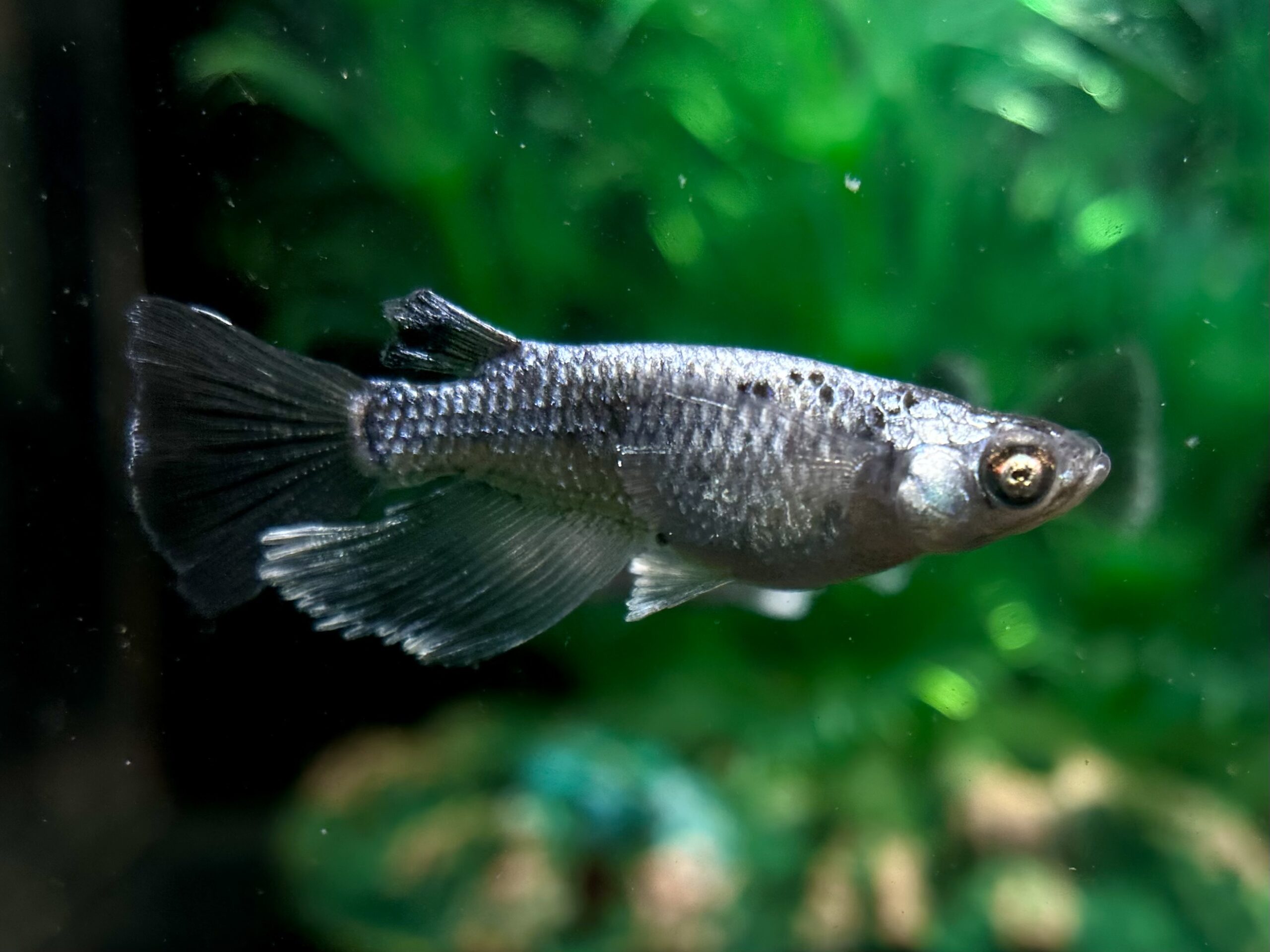 🔥 めだか処くろべぇ　レアシーゴ派生シルバー　1p 4/12 21:22 [ID:7803]