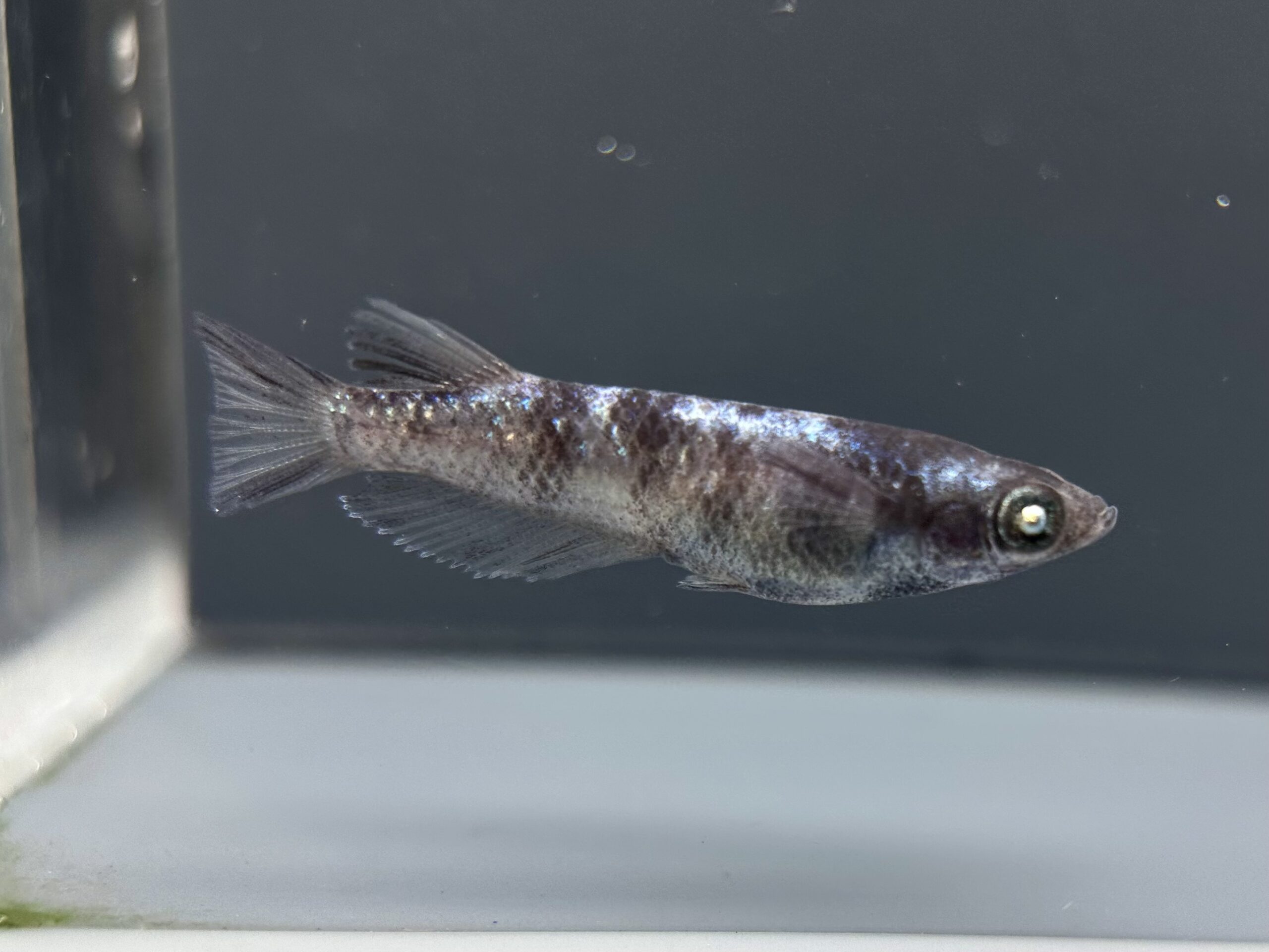 🔥 河めだか　シグマブルー(普通体型メス色素) 1p 4/12 21:22 [ID:7821]