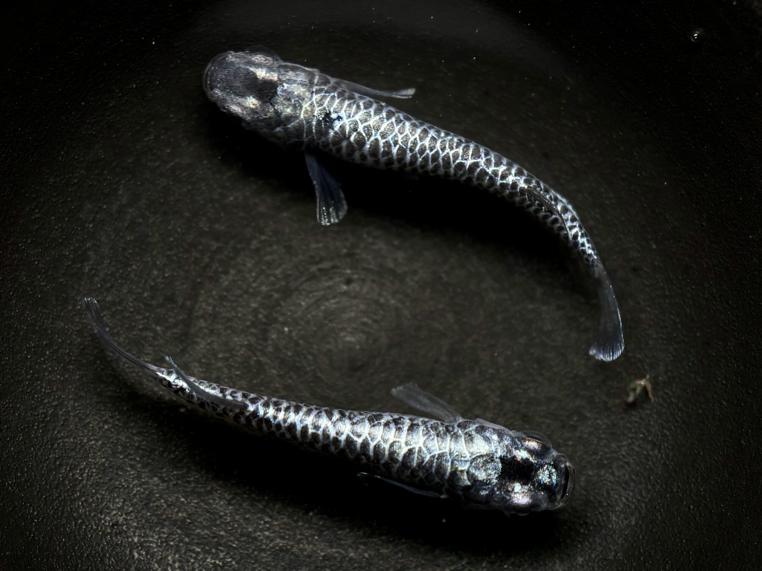 🔥 ENNMA TOKYO 龍鱗　1ペア (サ) 4/7 21:20終了 [ID:7334]