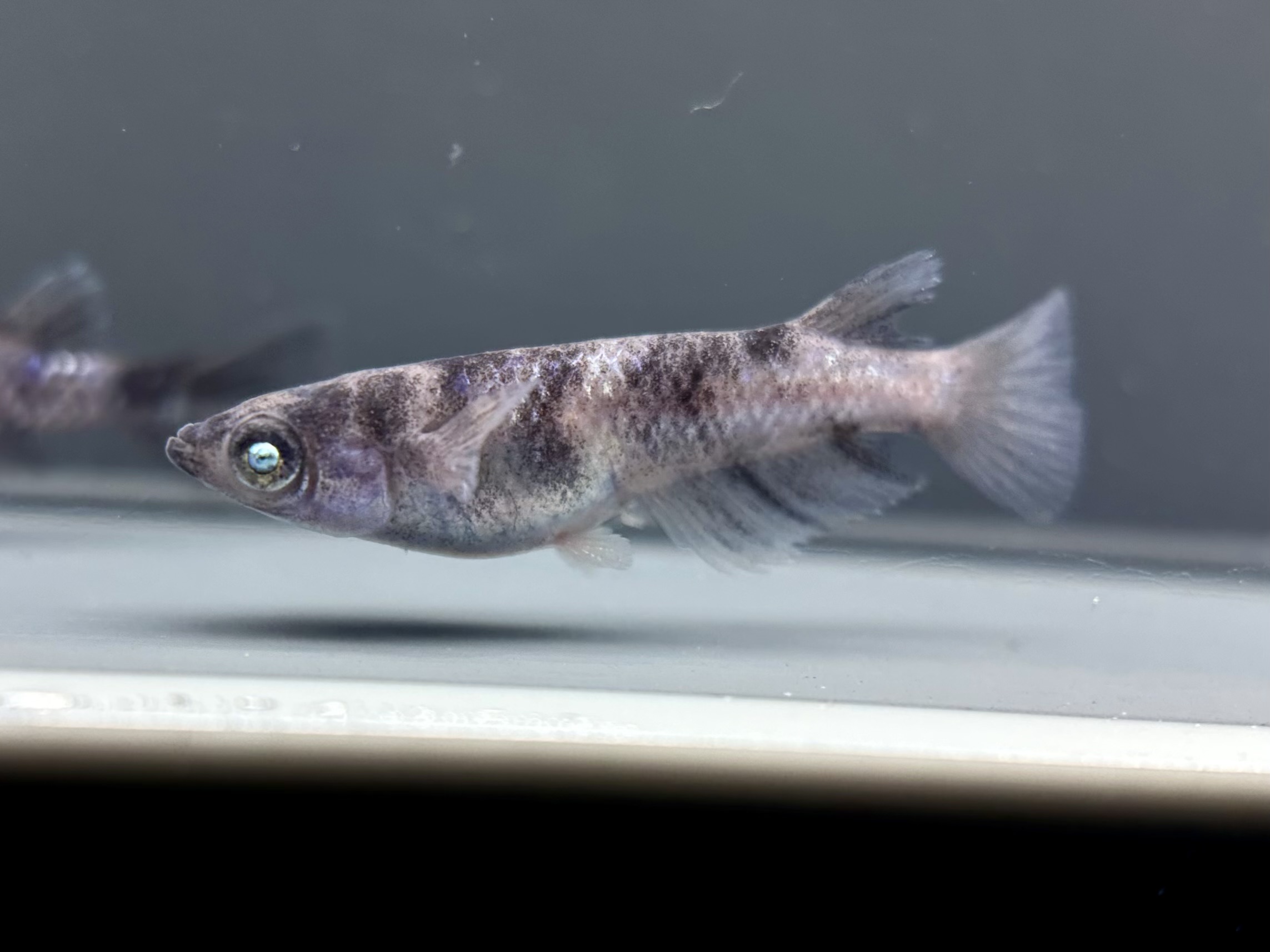 ENNMATOKYO SWK02 1p 4/12 21:27 [ID:7836]