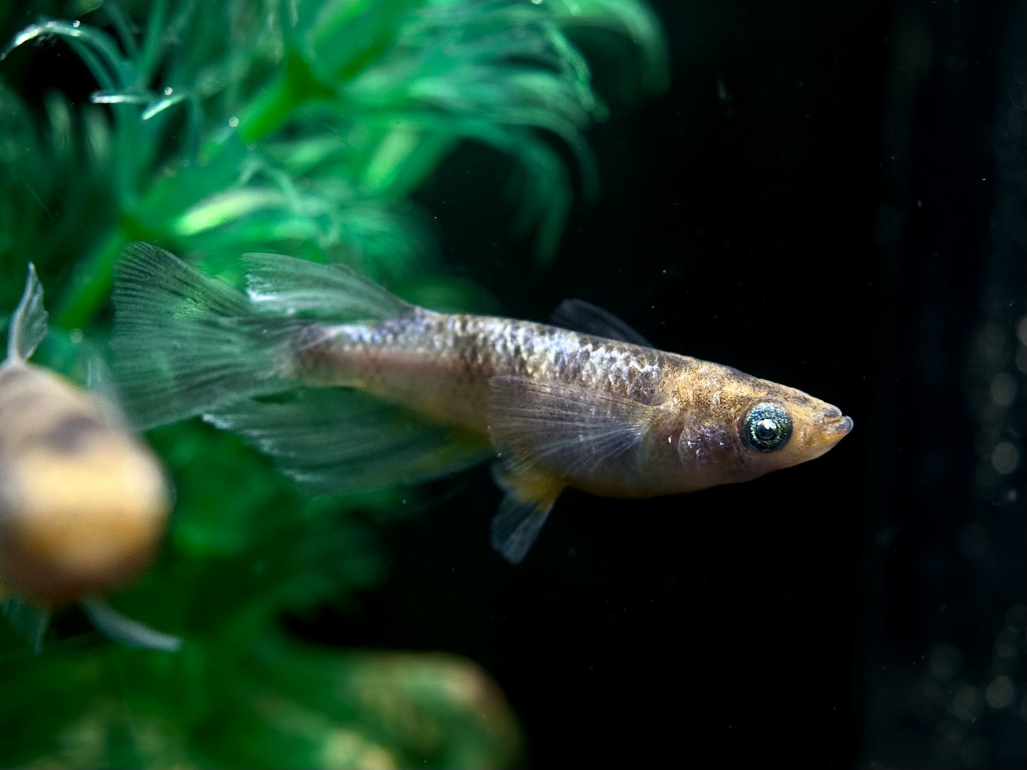 🔥 ENNMA TOKYO WG三色RLF 1p 4/13 21:20 [ID:7933]