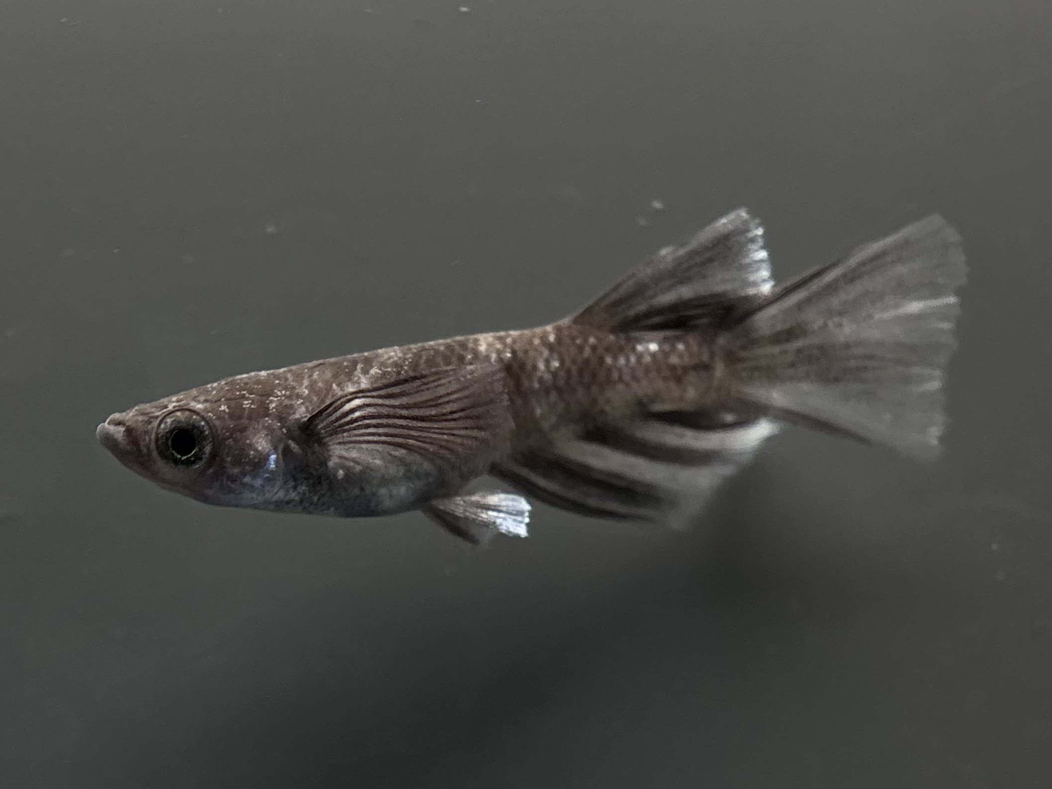 🔥 ENNMA TOKYO 漆黒MWRRLF(ロット違い墨重視) 1ペア (サ) 4/7 21:28終了 [ID:7357]