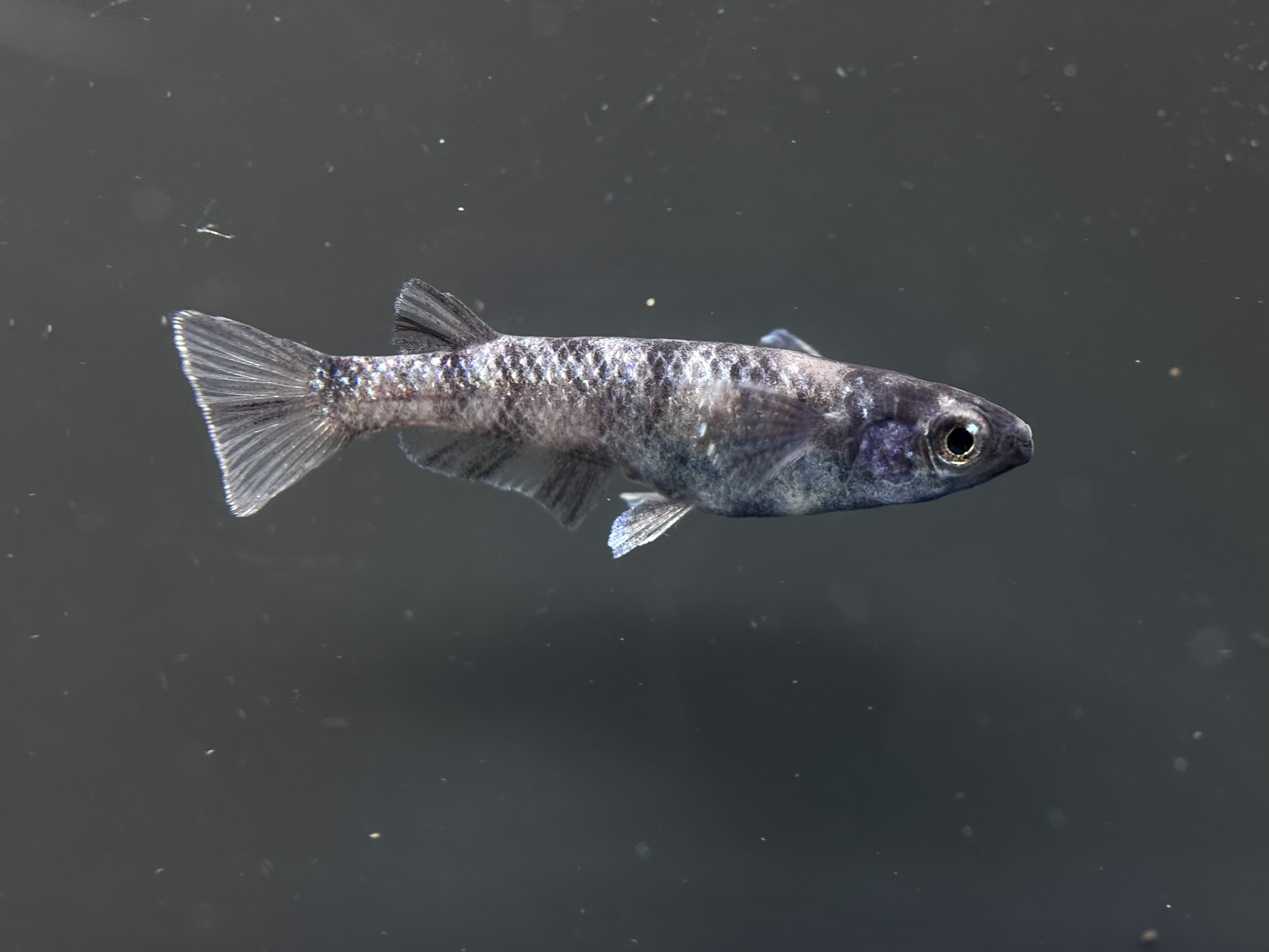 🔥 ENNMA TOKYO SWGL 1p 4/13 21:18 [ID:7925]