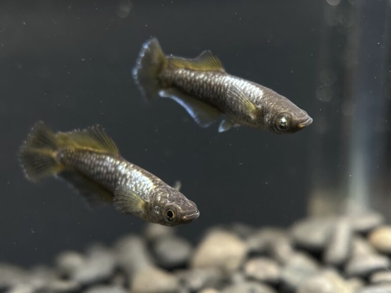 西郷めだか×無限めだか　全国初出品)橙限鏡(とうげんきょう)　1p 10/2 21:33 [ID:19869]