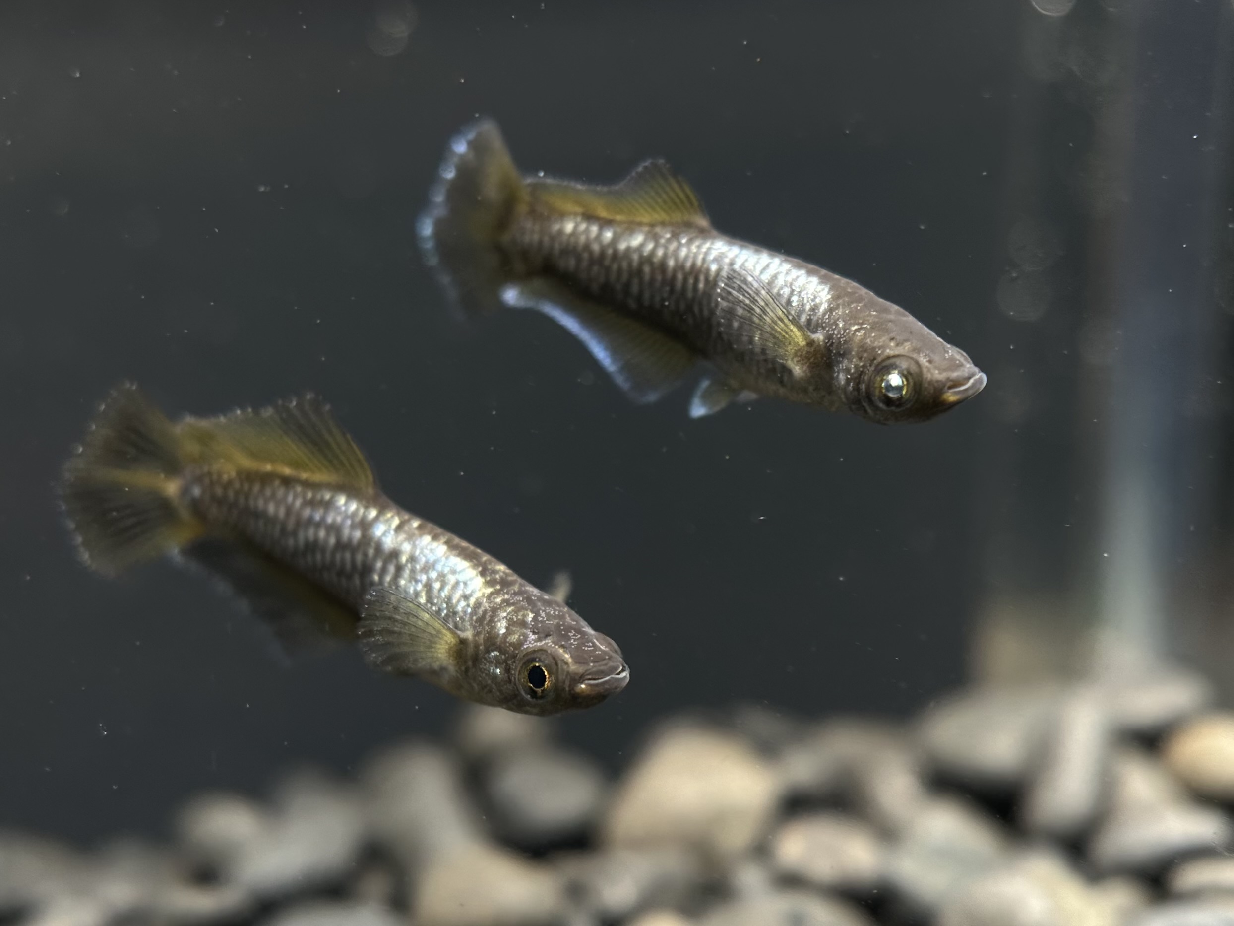 🔥 西郷めだか×無限めだか　全国初出品)橙限鏡(とうげんきょう)　1p 10/2 21:33 [ID:19869]