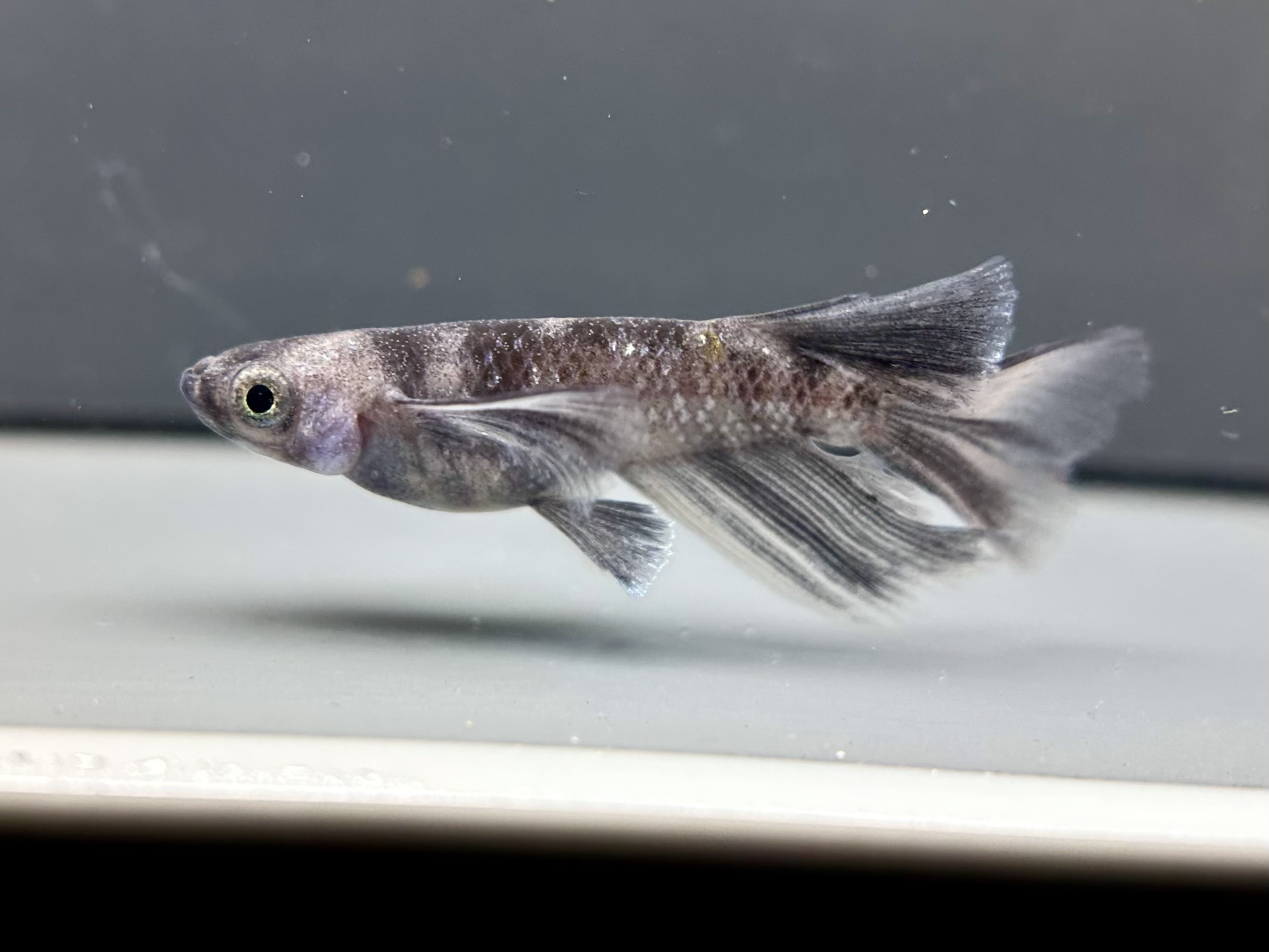 🔥 ENNMATOKYO 漆黒MWRRLF 1p 4/13 21:14 [ID:7906]