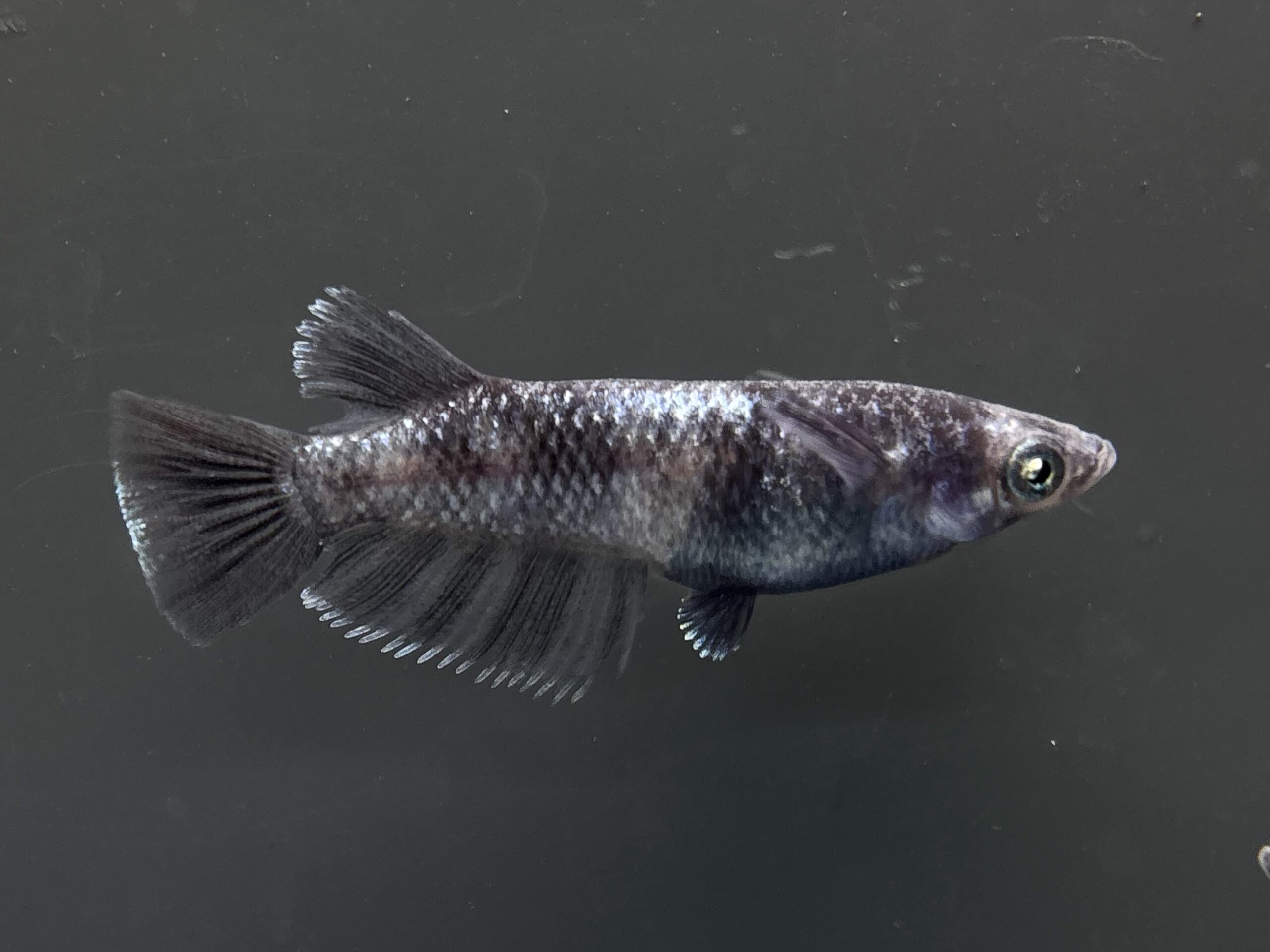 🔥 ENNMA TOKYO 漆黒和墨グロウラメ(SWGL) 1ペア (サ) 4/7 21:25終了 [ID:7350]