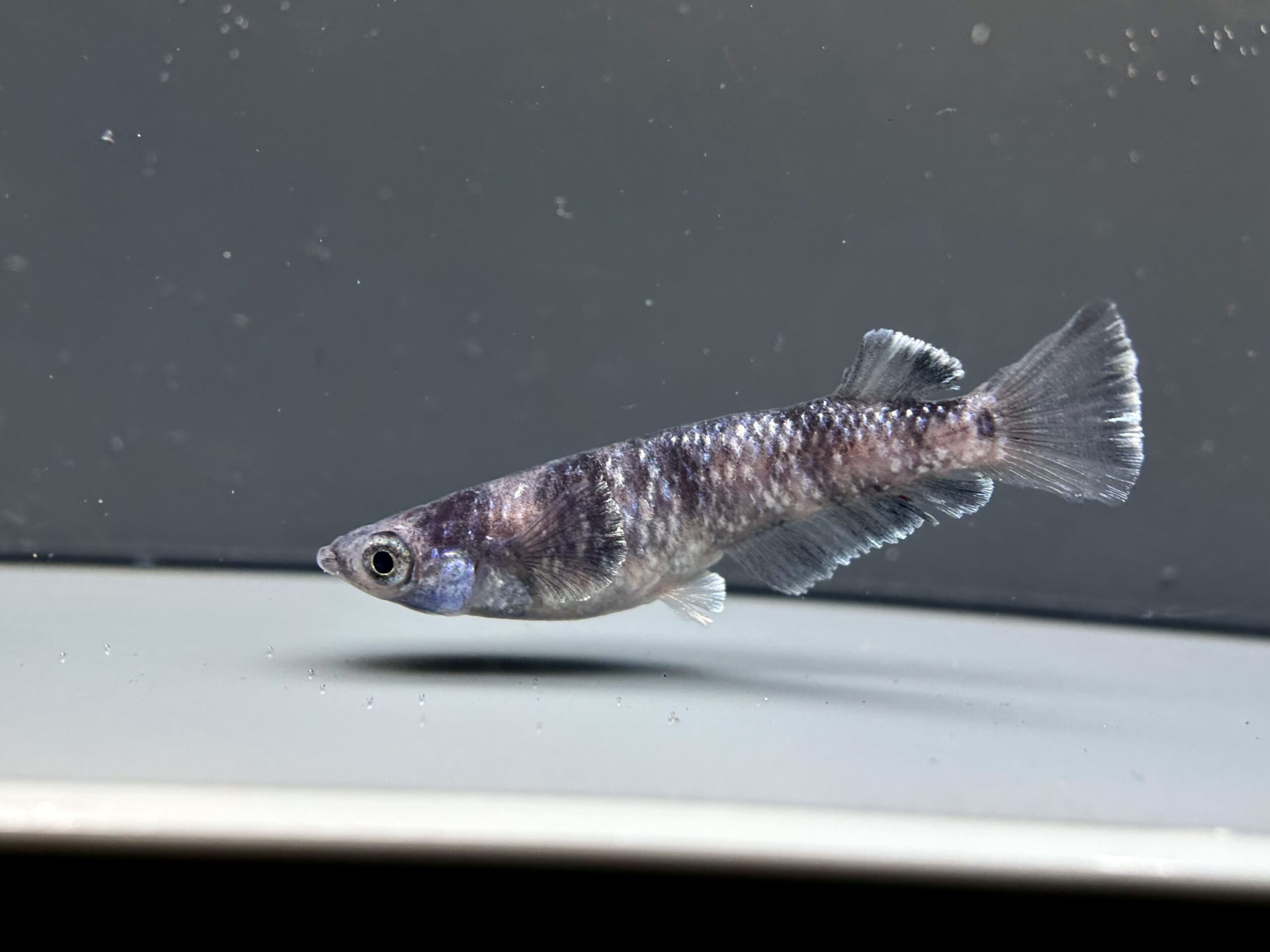 🔥 ENNMATOKYO 漆黒MWRWF 1p 4/13 21:12 [ID:7900]