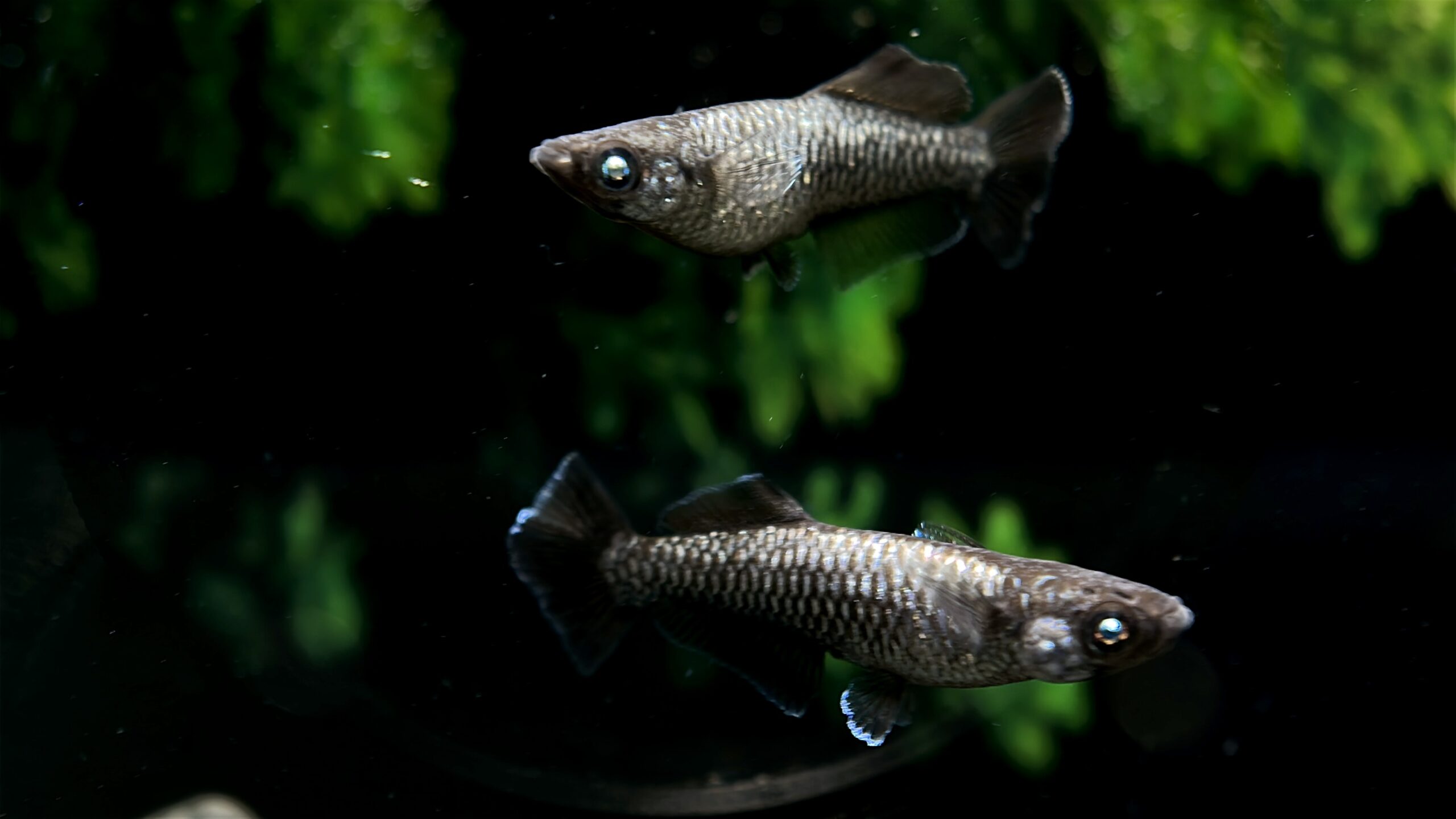 ⭐注目 🔥 西郷めだか　初出品)晶カガミ鱗　1p 10/5 21:28 [ID:20001]