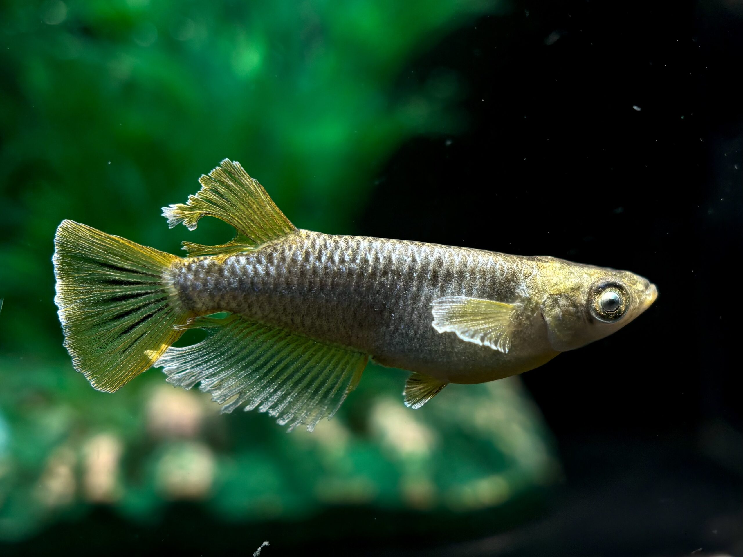 無限めだかブリード　マネー　1ペア (サ) 4/9 21:10終了 [ID:7563]