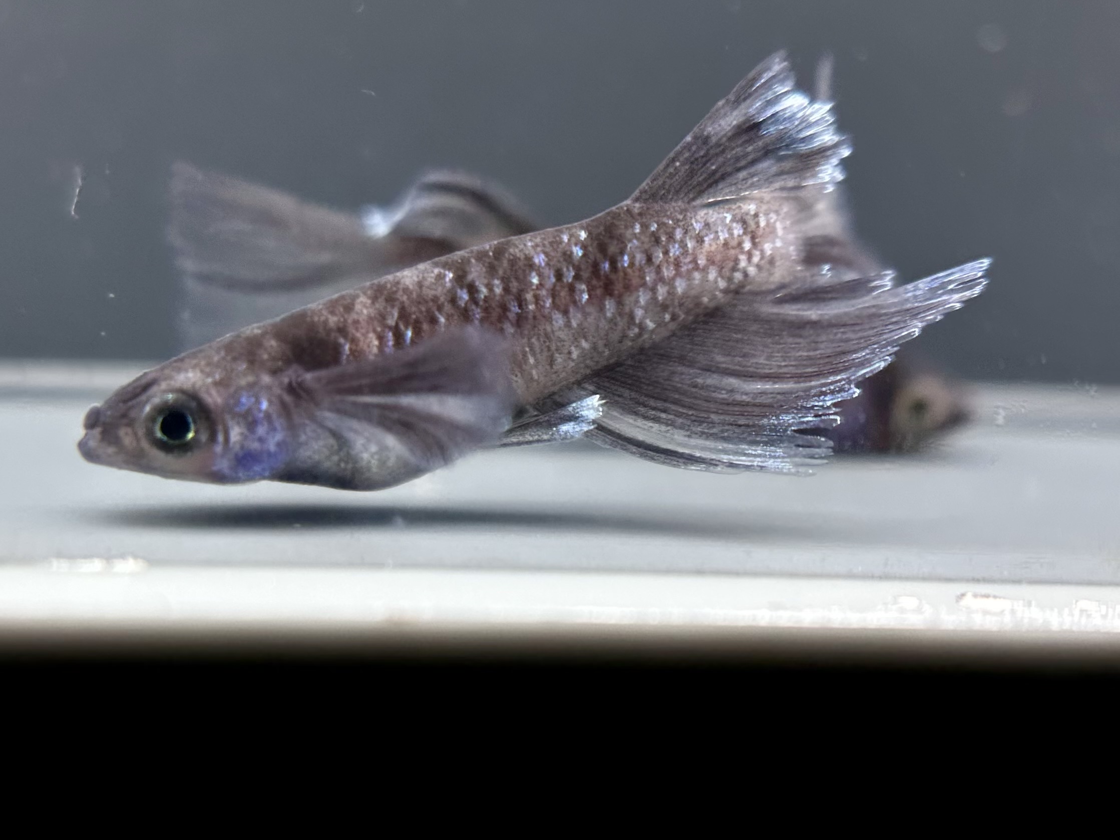 🔥 ENNMATOKYO 漆黒MWRRLF 1p 4/14 21:10 [ID:7967]