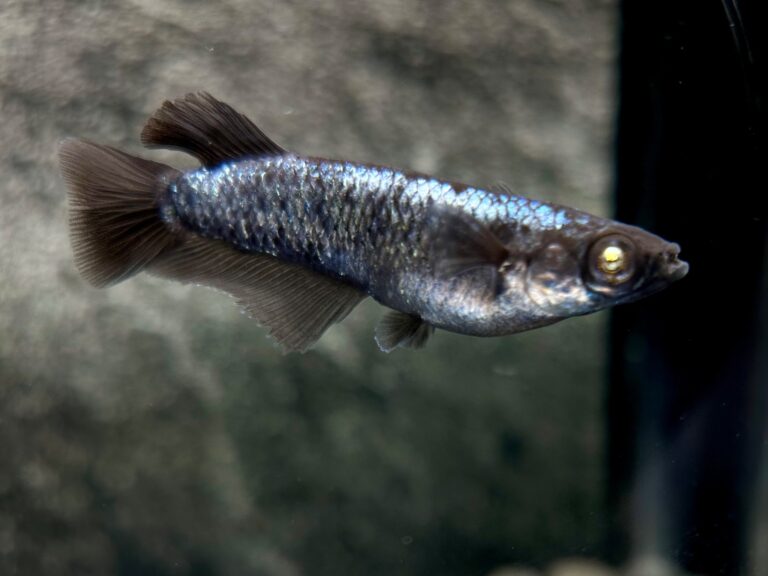 Anonmouskillifish 　蒼鱗黝式　雄1 メス2 10/5 21:24 [ID:19982]