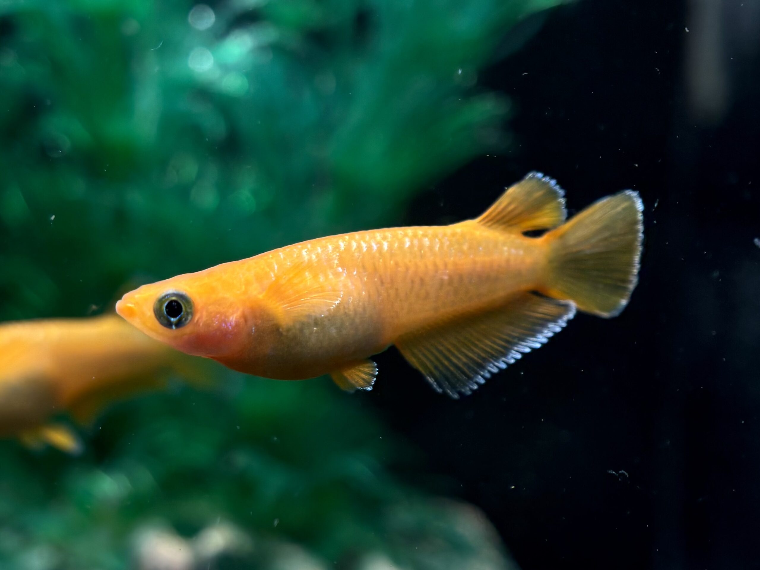 無限めだかブリード　サンセットダイヤ　1ペア (サ) 4/9 21:15終了 [ID:7570]