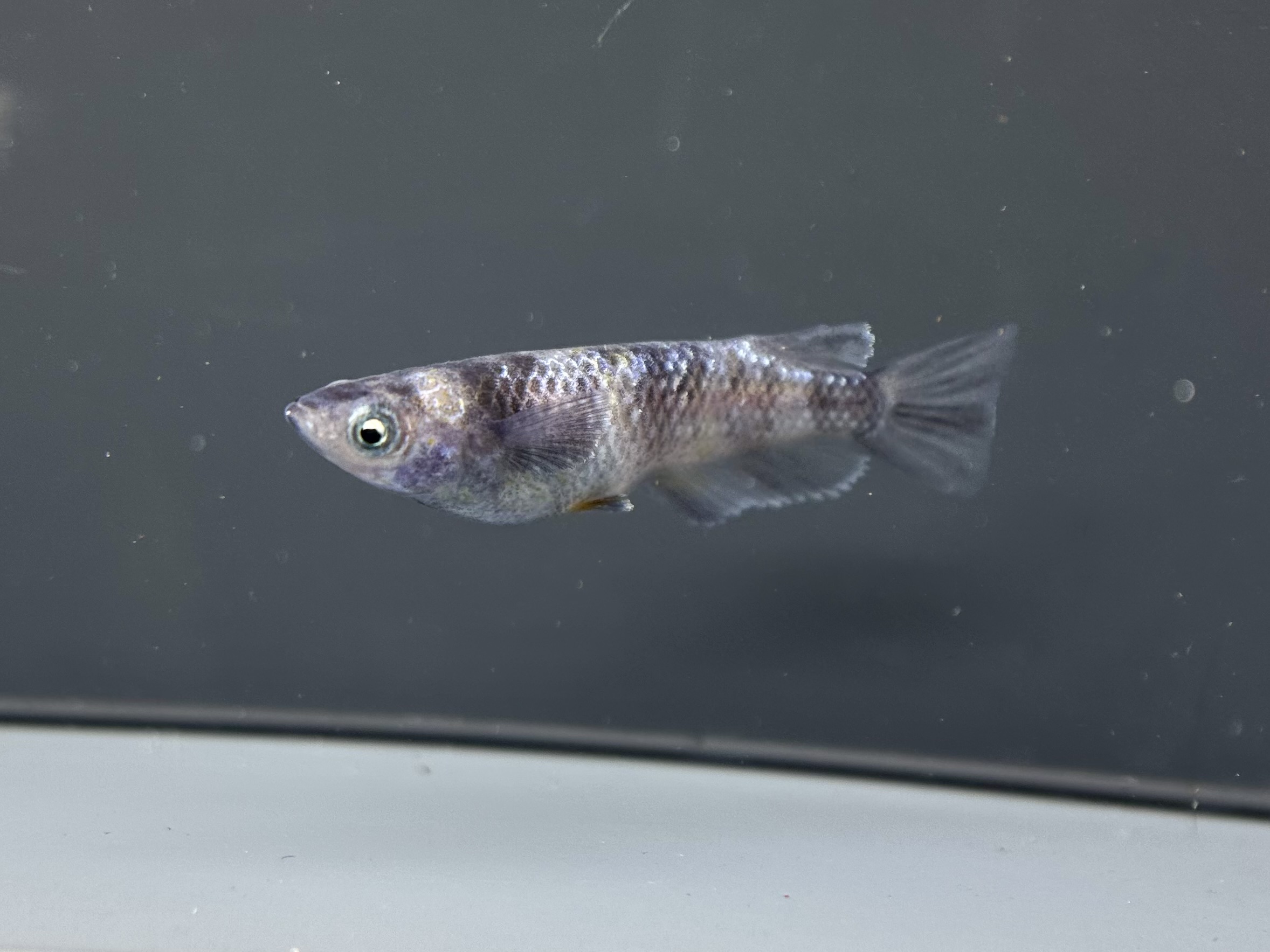 🔥 ENNMA TOKYO SWGL 1p 4/14 21:05 [ID:7962]