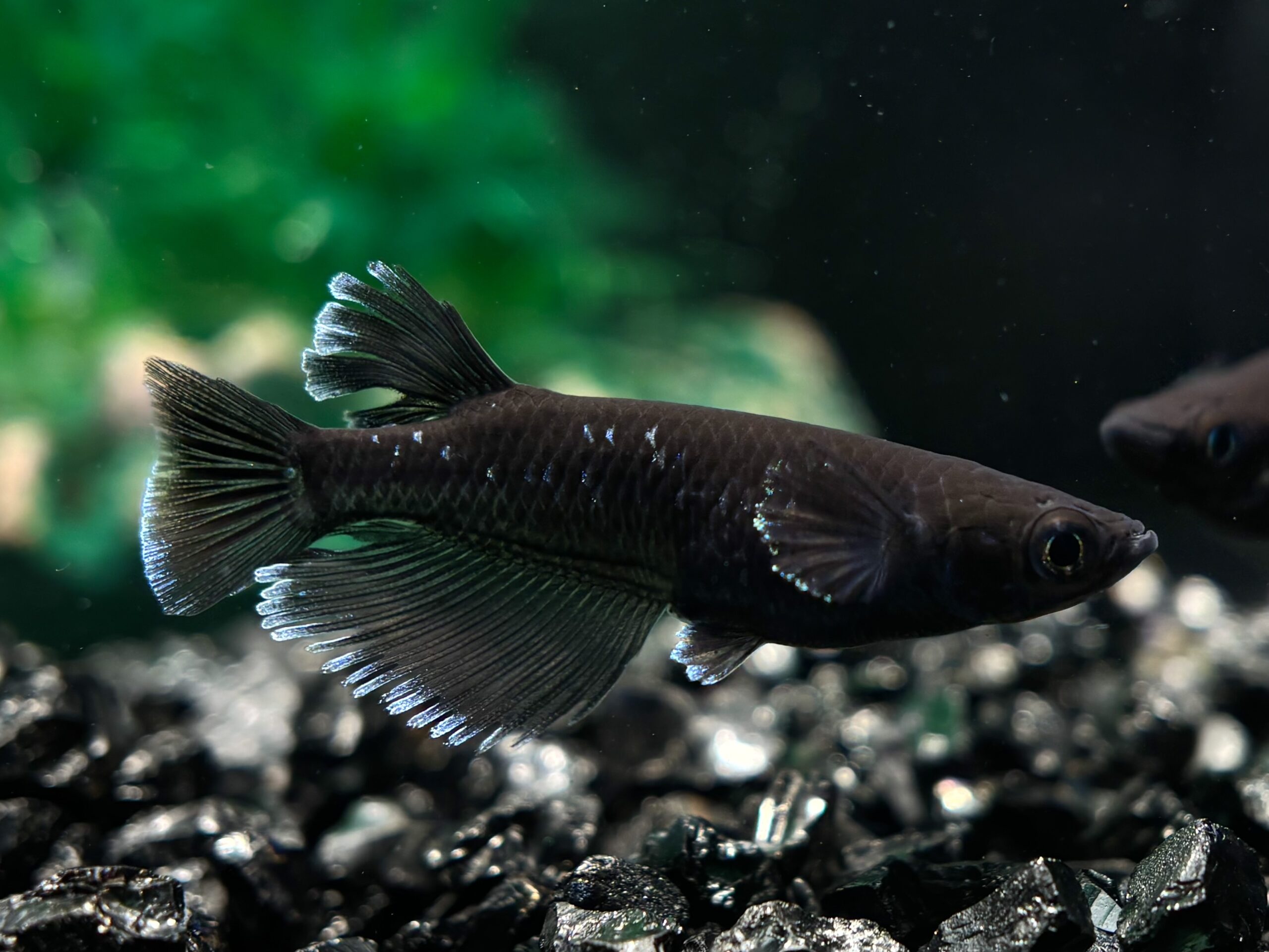 無限めだか　センチュリー　1ペア (サ) 4/9 21:20終了 [ID:7578]