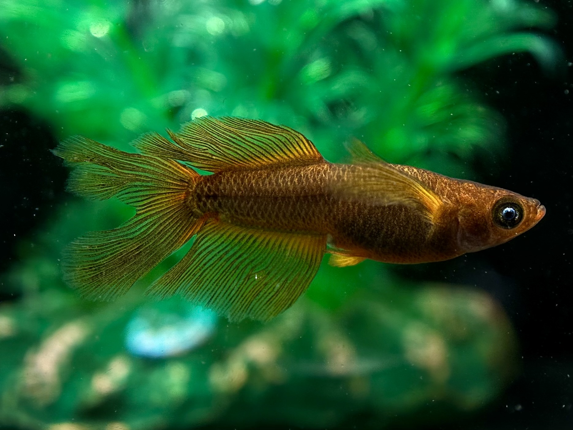 🔥 二子玉めだか　五式素材　1p 4/15 21:25 [ID:8123]