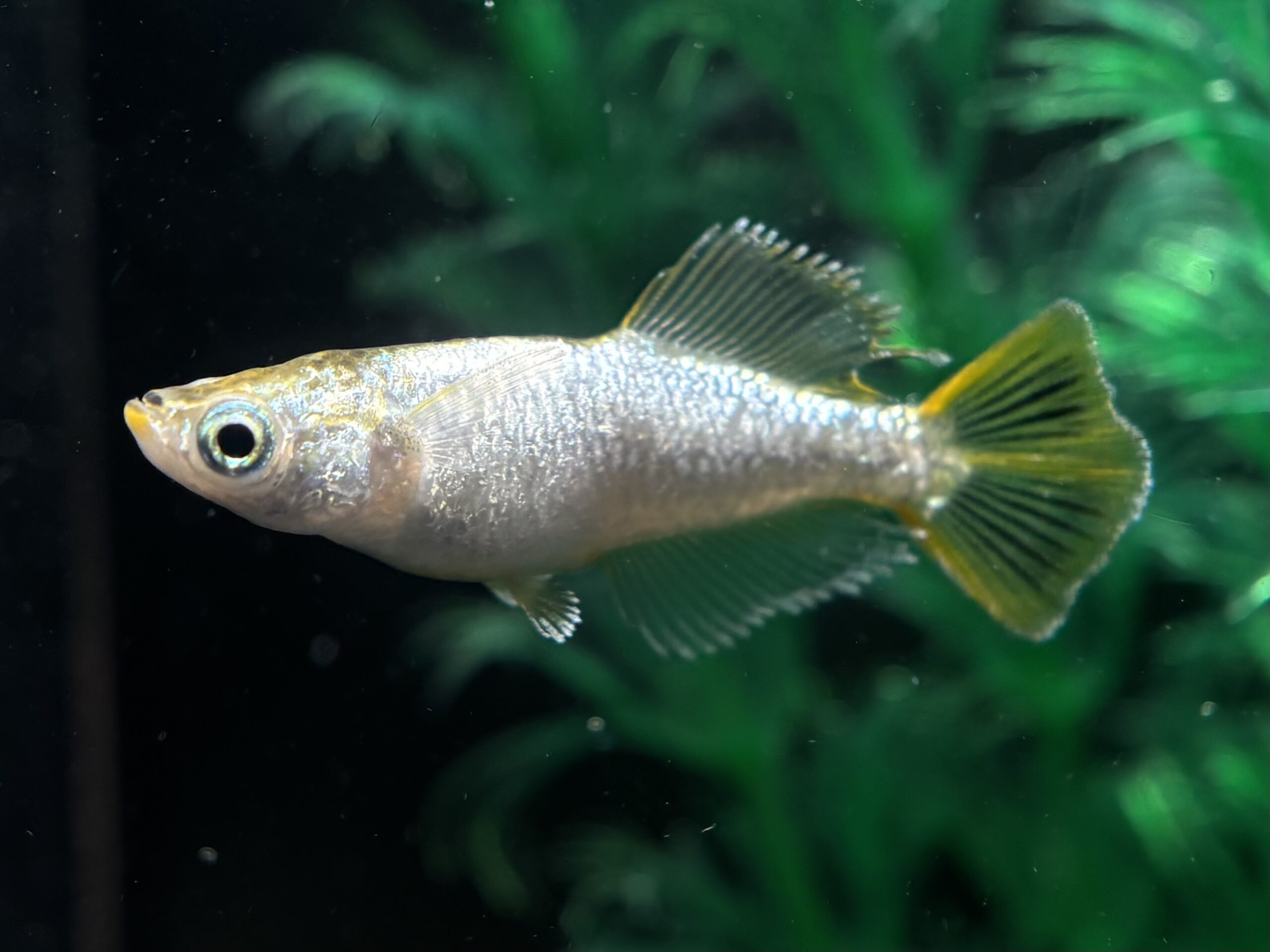 無限めだかブリード　光紬　1ペア (サ) 4/9 21:25終了 [ID:7587]