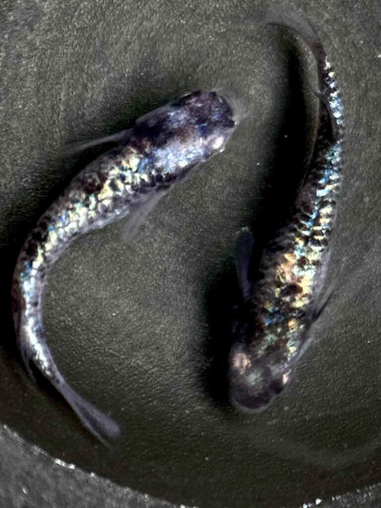 Anonmouskillifish 和墨龍　1p 10／5 21:36 [ID:20023]
