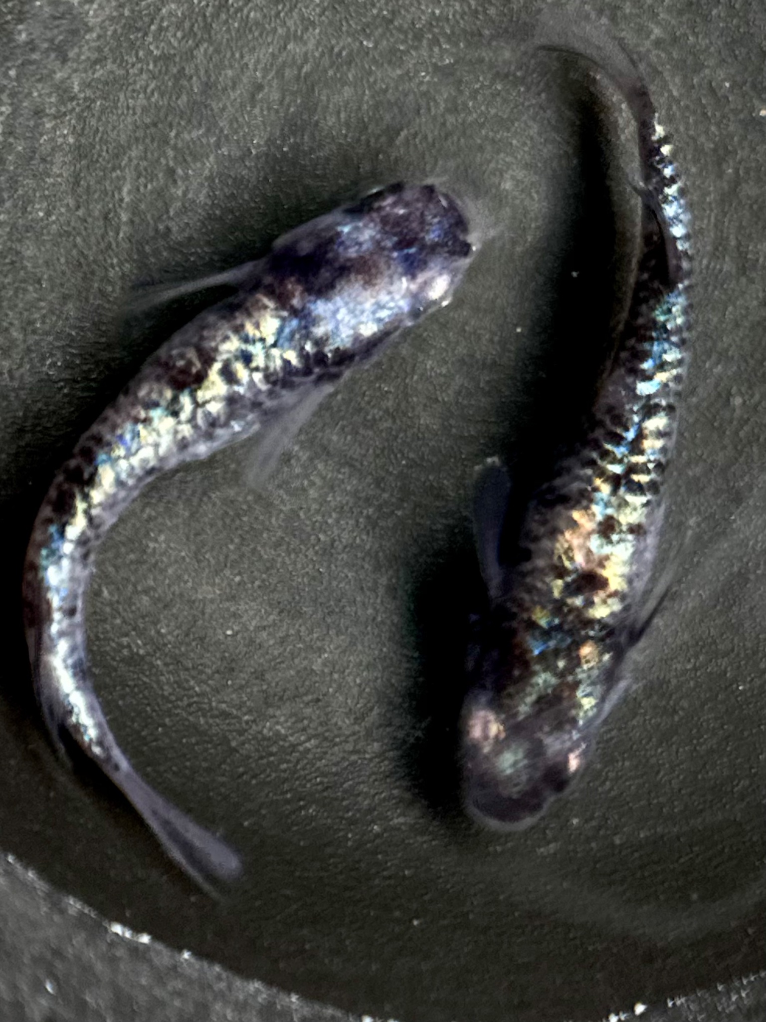 Anonmouskillifish 和墨龍　1p 10／5 21:36 [ID:20023]