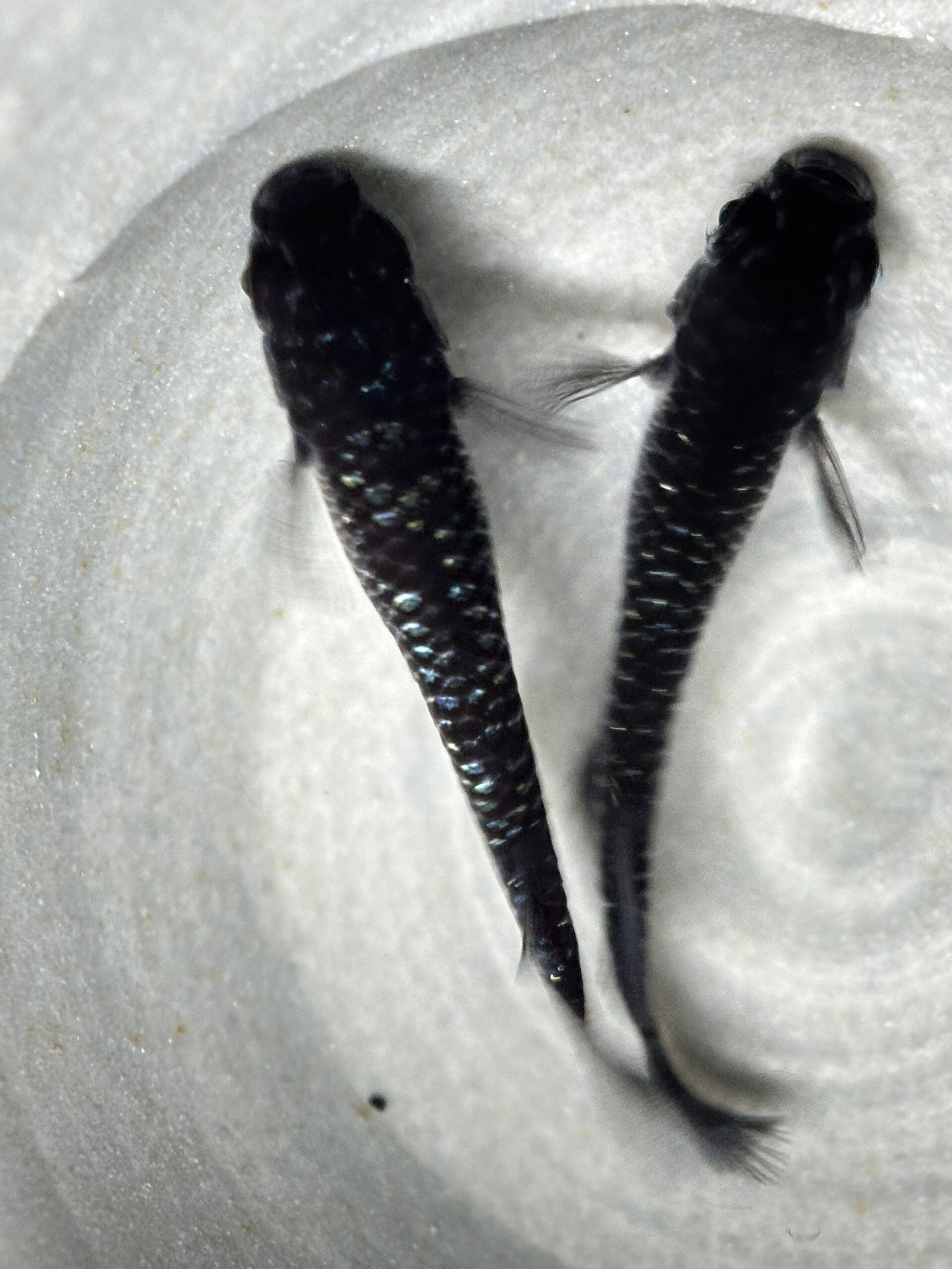 🔥 ENNMA TOKYO SMKK 　1ペア　　4/15 21:22 [ID:8116]