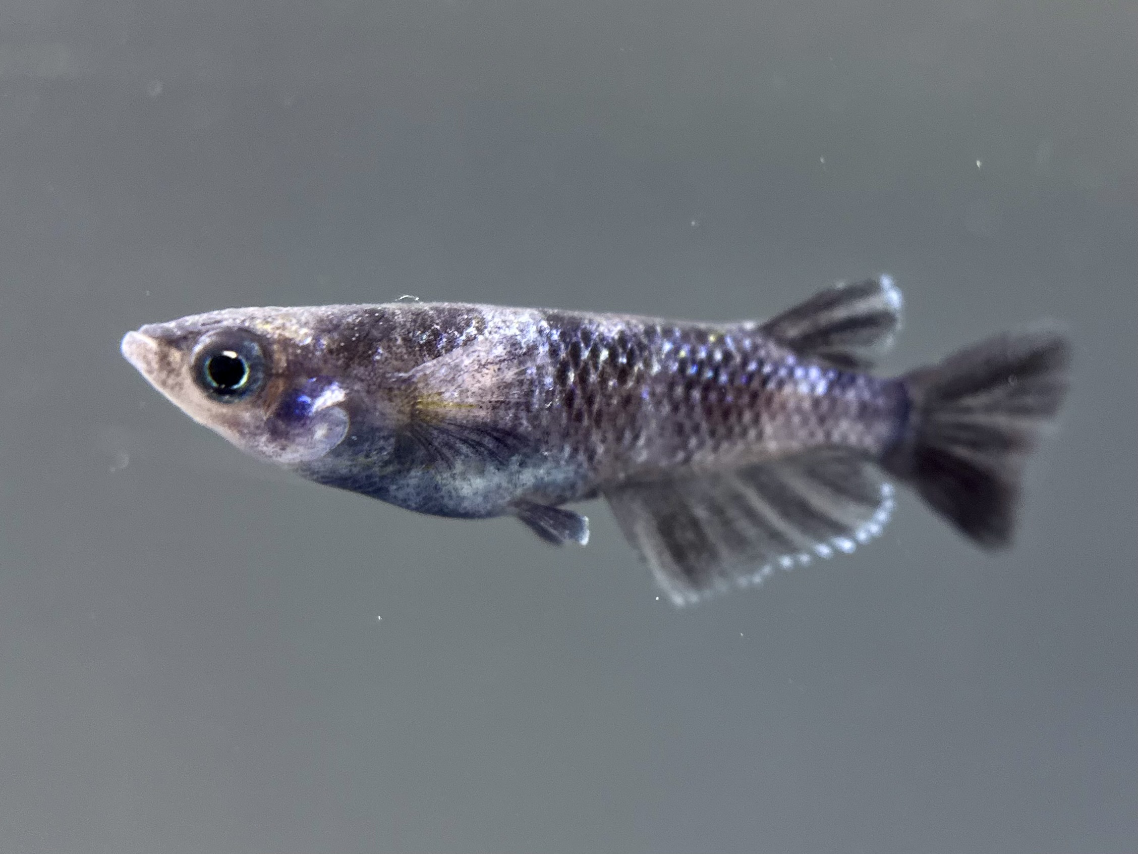 🔥 ENNMA TOKYO SWGL 1p 4/15 21:05 [ID:8099]