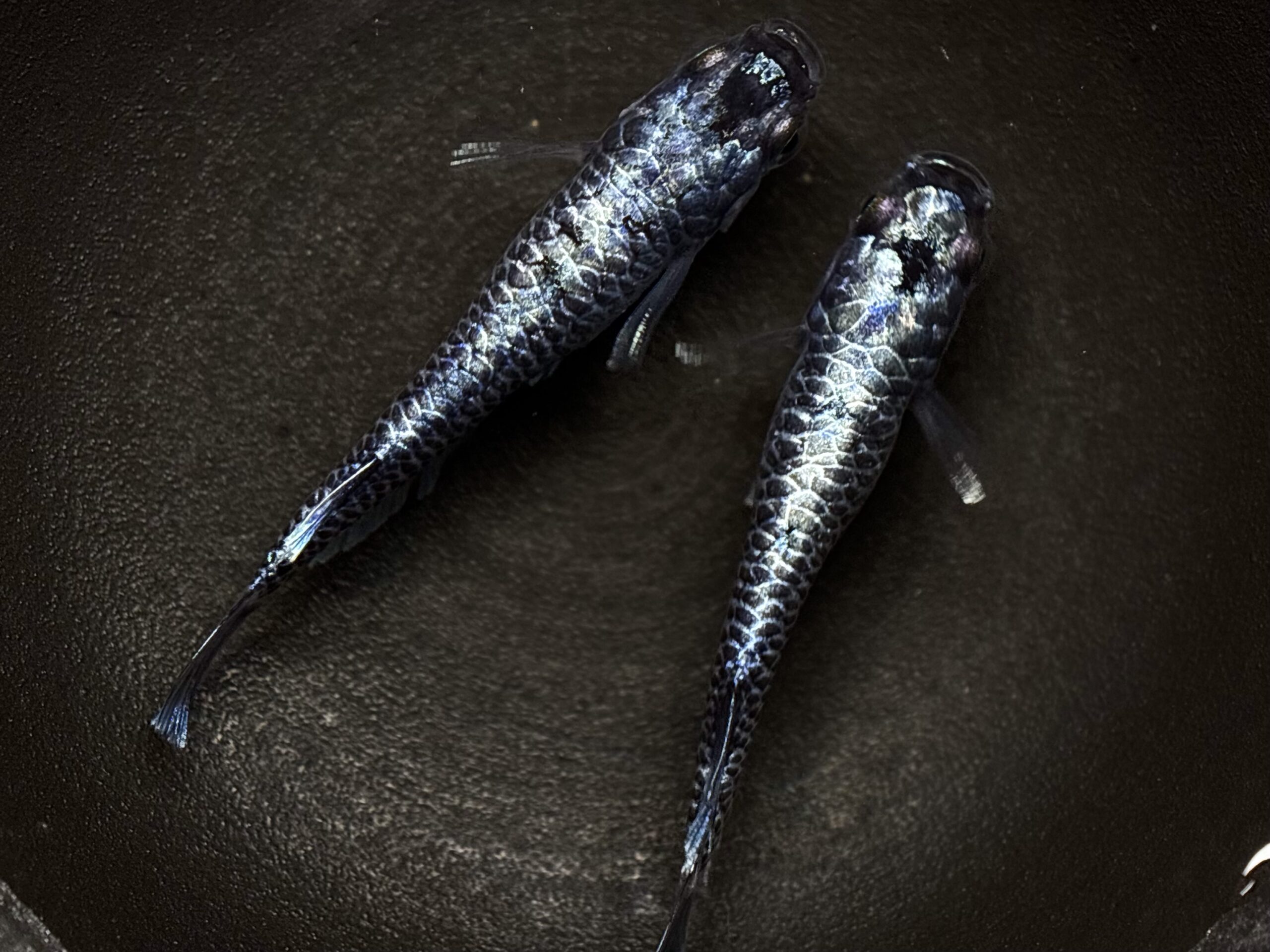 無限めだか　龍鱗　1ペア (サ) 4/9 21:30終了 [ID:7593]