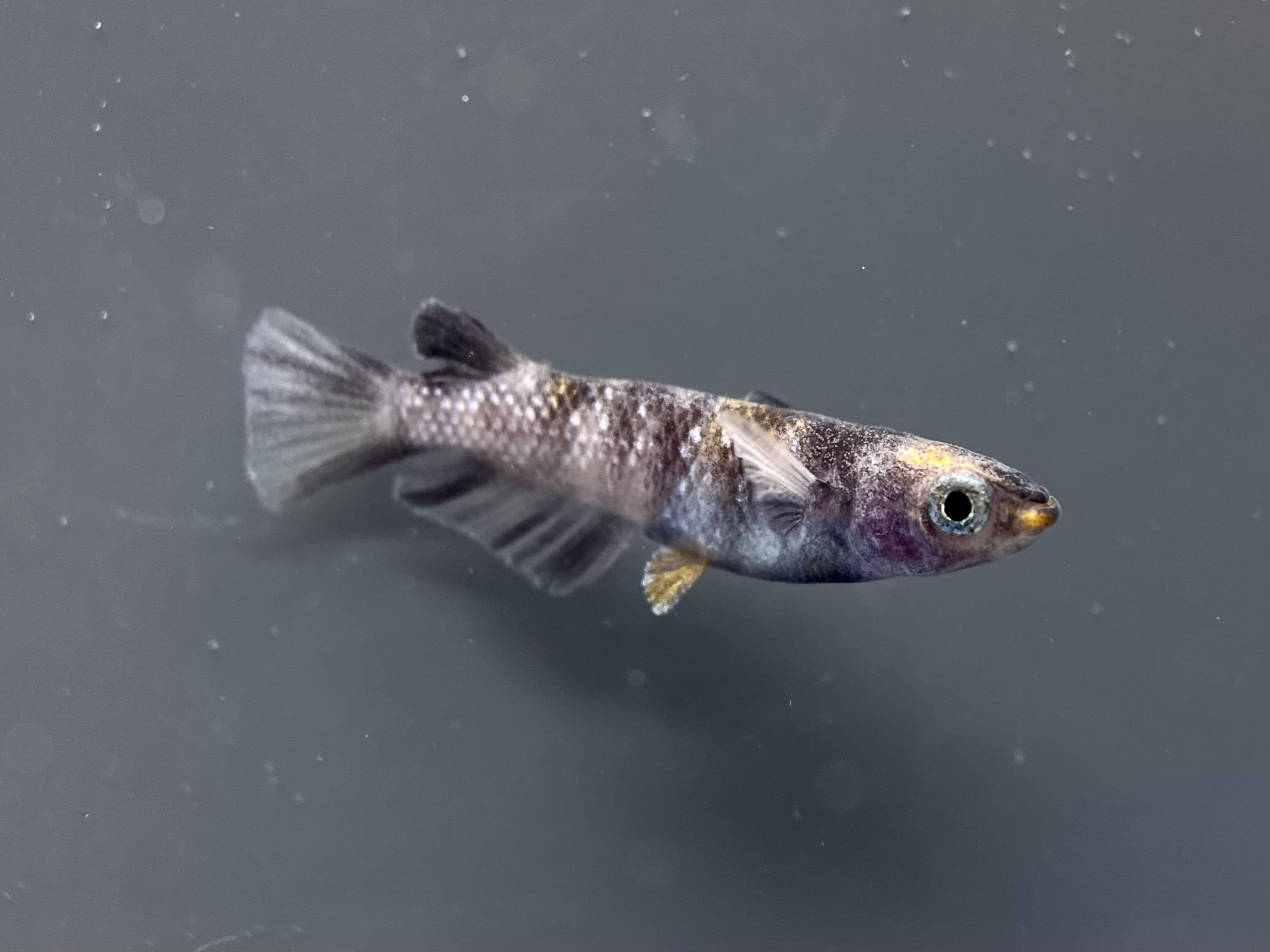 🔥 ENNMATOKYO 漆黒MWR三色　1p 4/15 21:12 [ID:8105]