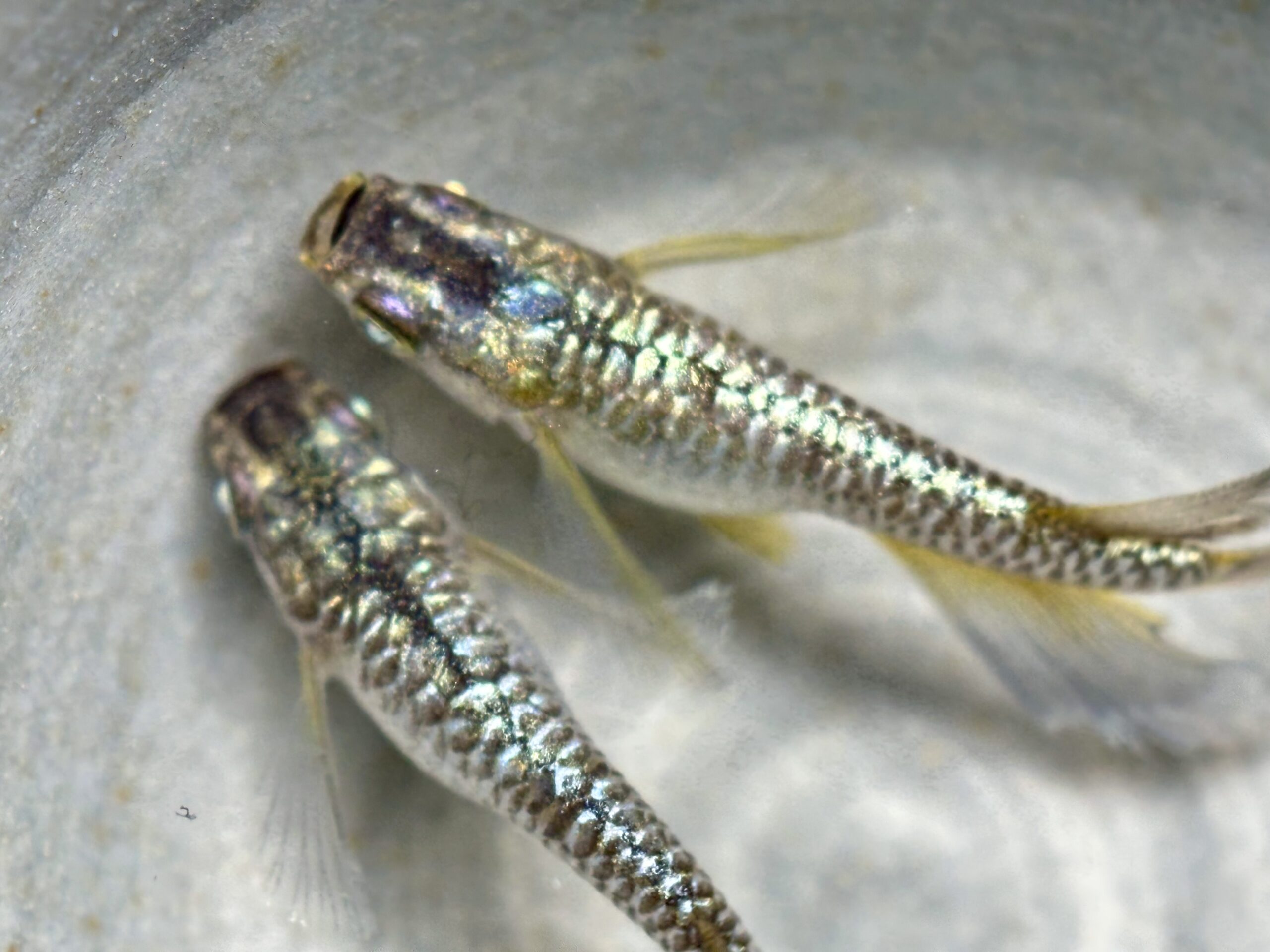 🔥 愛善めだか　初)零蒼麒麟　1p 4/15 21:10 [ID:8067]