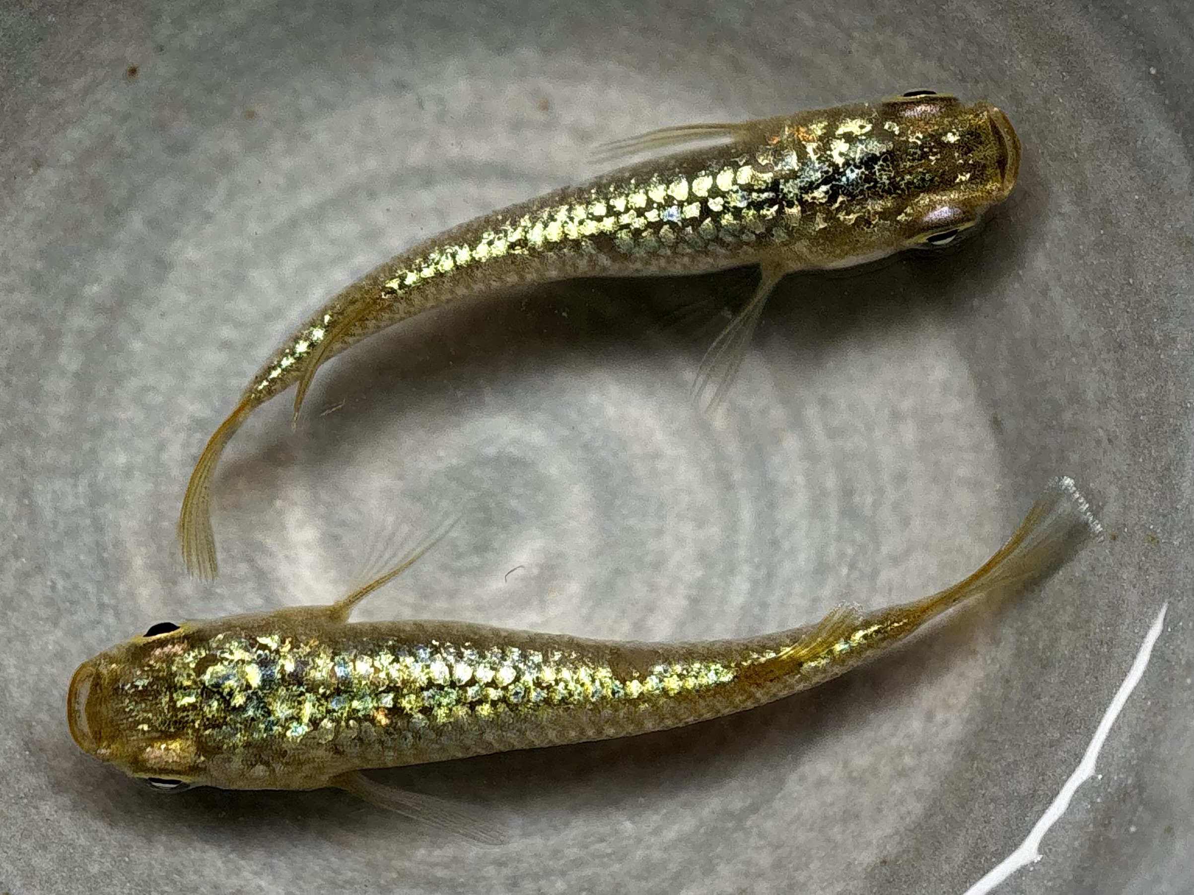 🔥 直めだか　金塊　1ペア (サ) 4/10 21:10終了 [ID:7628]