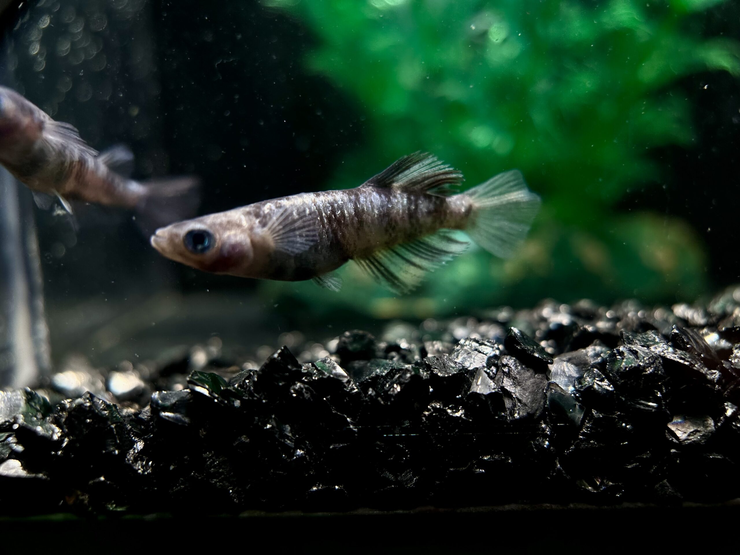 🔥 三池めだか　和黝(わぐろ) 1p 4/15 21:20 [ID:8088]