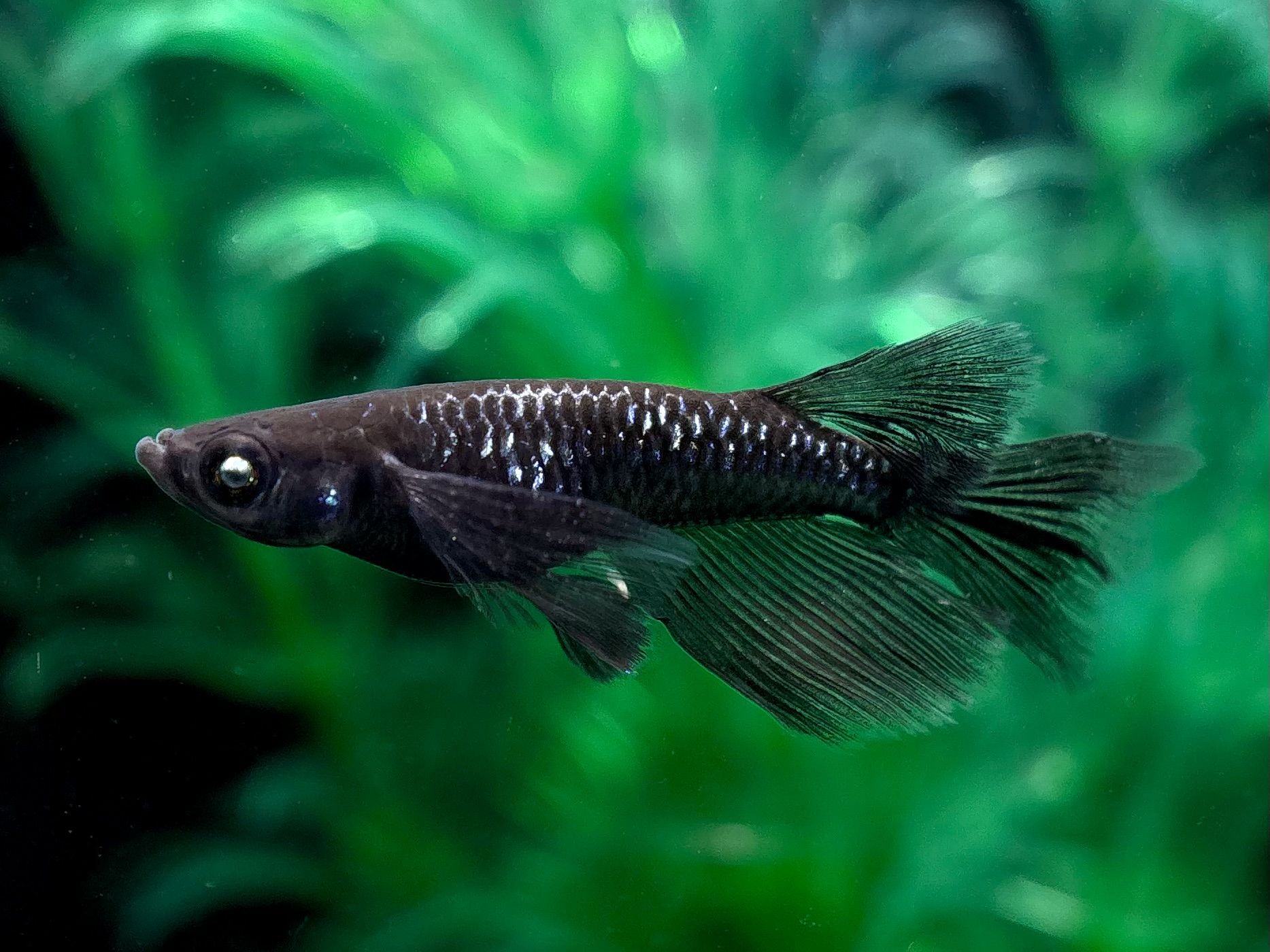 🔥 三池めだか　黝冠リアル(メスヘテロ) 1ペア (サ) 4/10 21:25終了 [ID:7687]