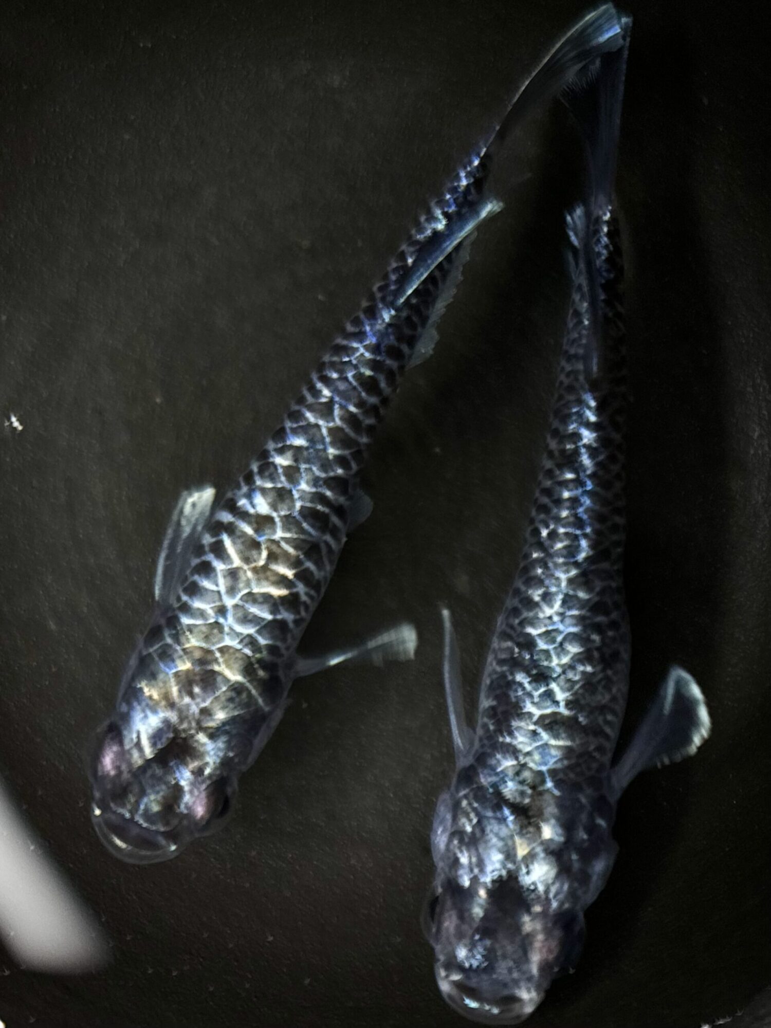 🔥 無限めだか　龍鱗　1p 6/1 21:28 [ID:11500]