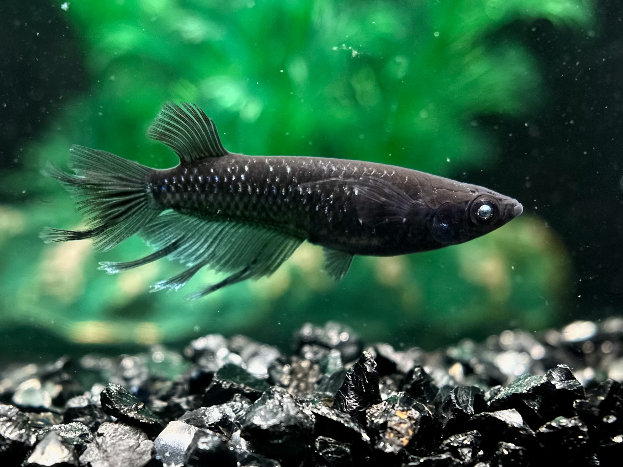 🔥 三池めだか　黝刃(こくじん) 1p 4/15 21:15 [ID:8078]