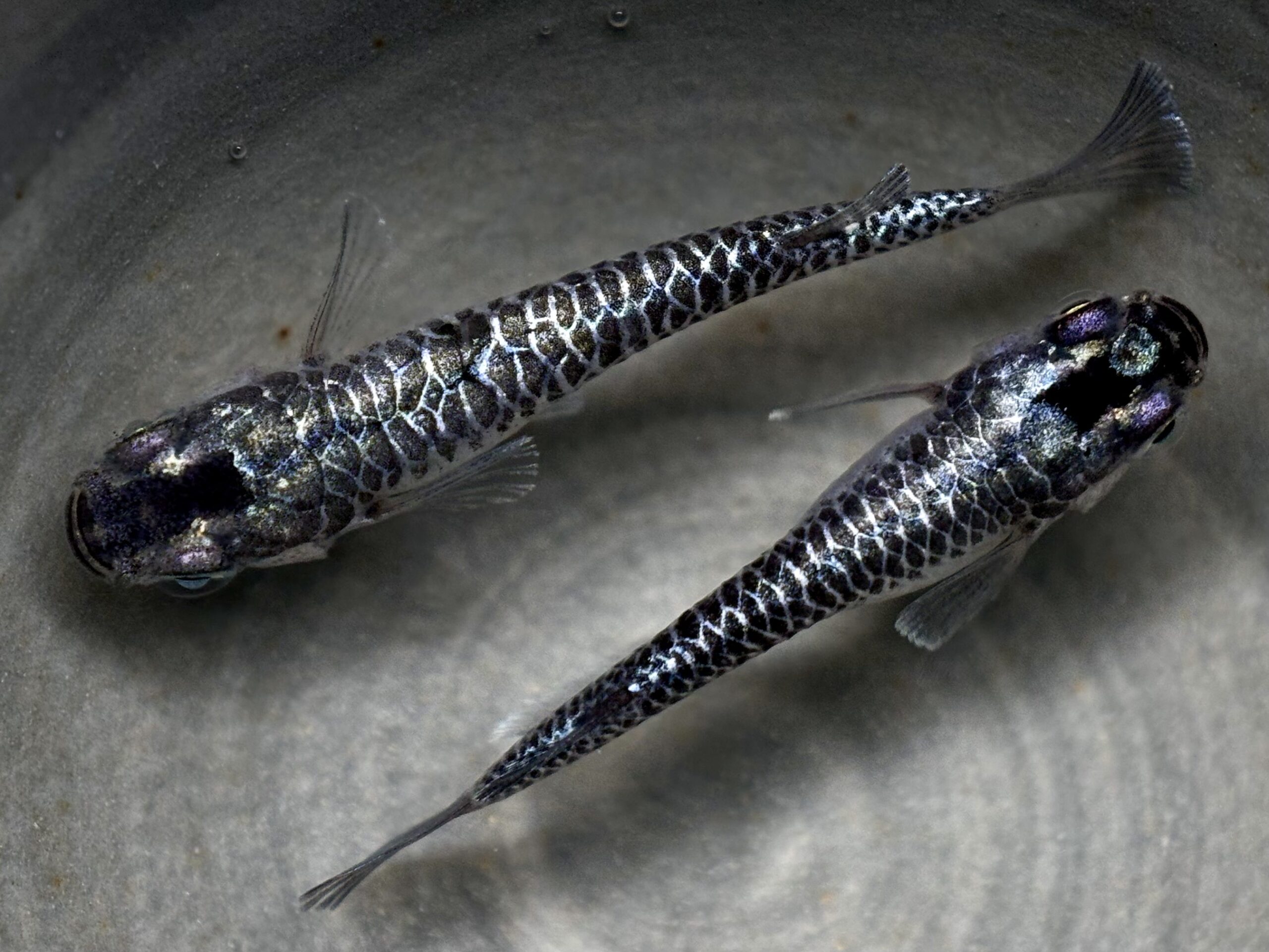 🔥 ENNMA TOKYO 龍鱗　1ペア (サ) 4/10 21:15終了 [ID:7638]